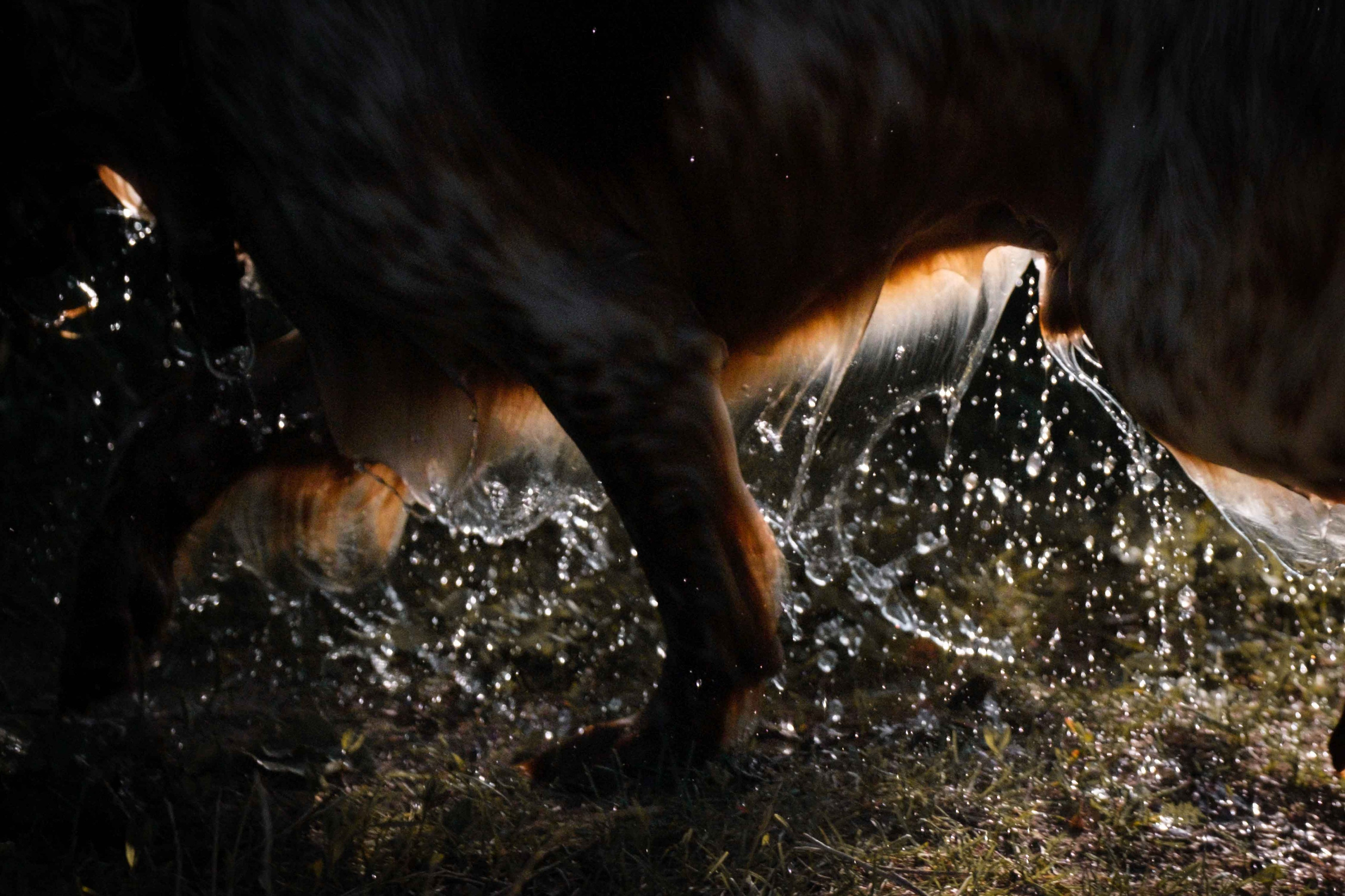 Спаниель Джет!. Зоофотограф, фотограф животных в Москве и области Дина Дамоцева