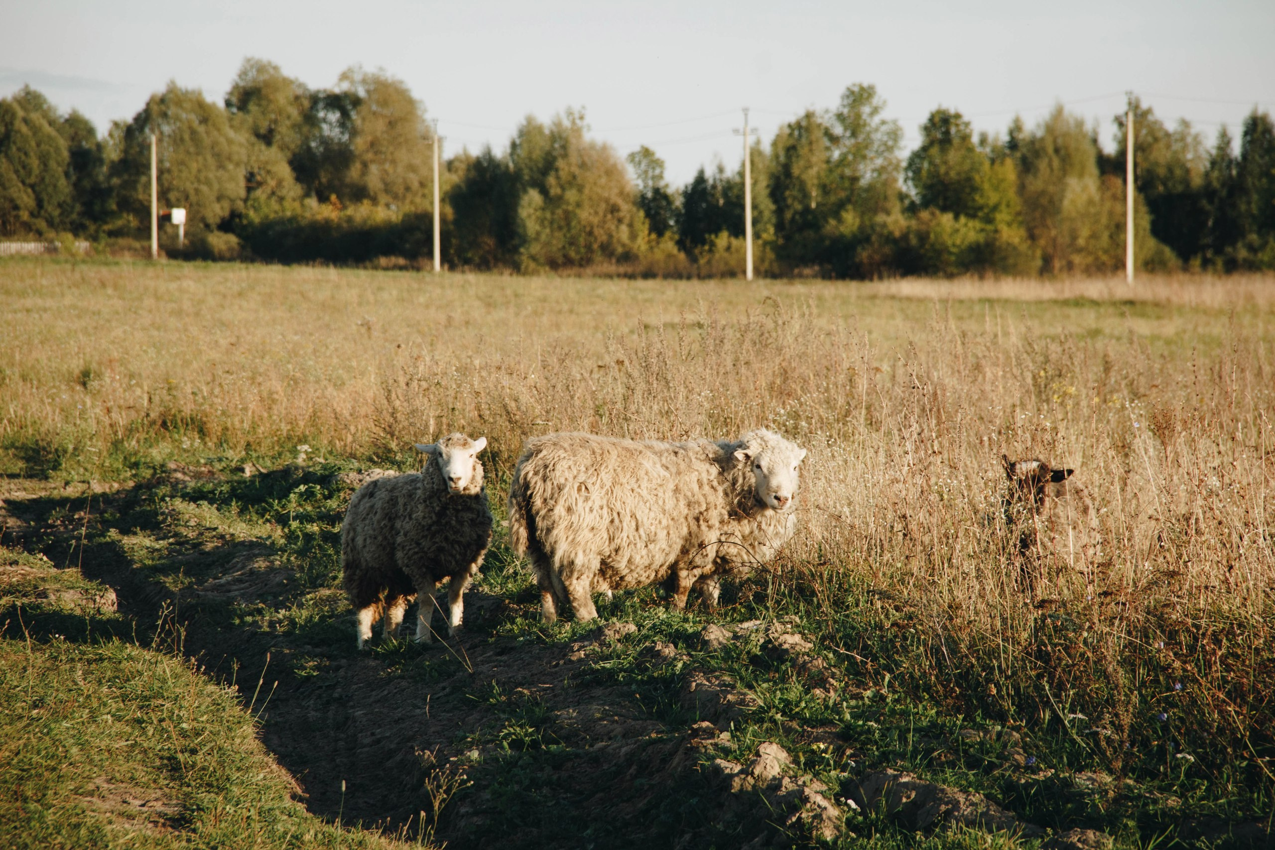Vyksa. ФОТОГРАФ ANASTASIA KOSHELEVA