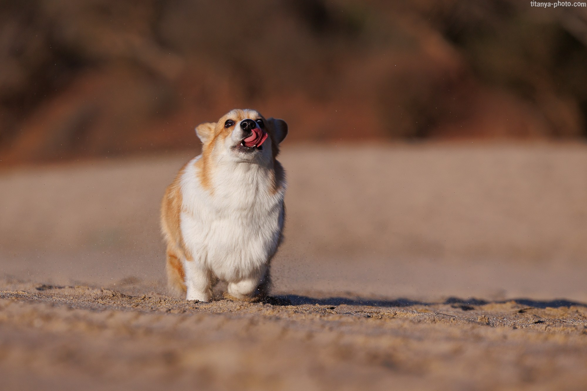 Тесла и Тихий океан. Фотограф собак, фотограф-анималист Аня Титова (Titanya). Москва