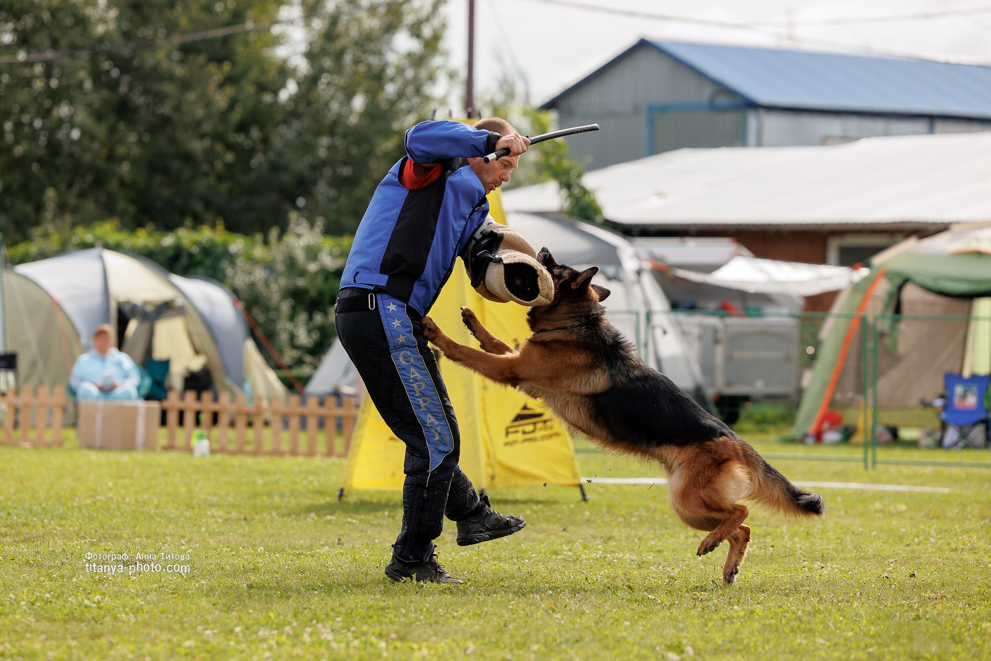 Немецкие овчарки: фото из рингов и вне ринга, мутпроба (фотографии с выставок). Фотограф собак, фотограф-анималист Аня Титова (Titanya). Москва