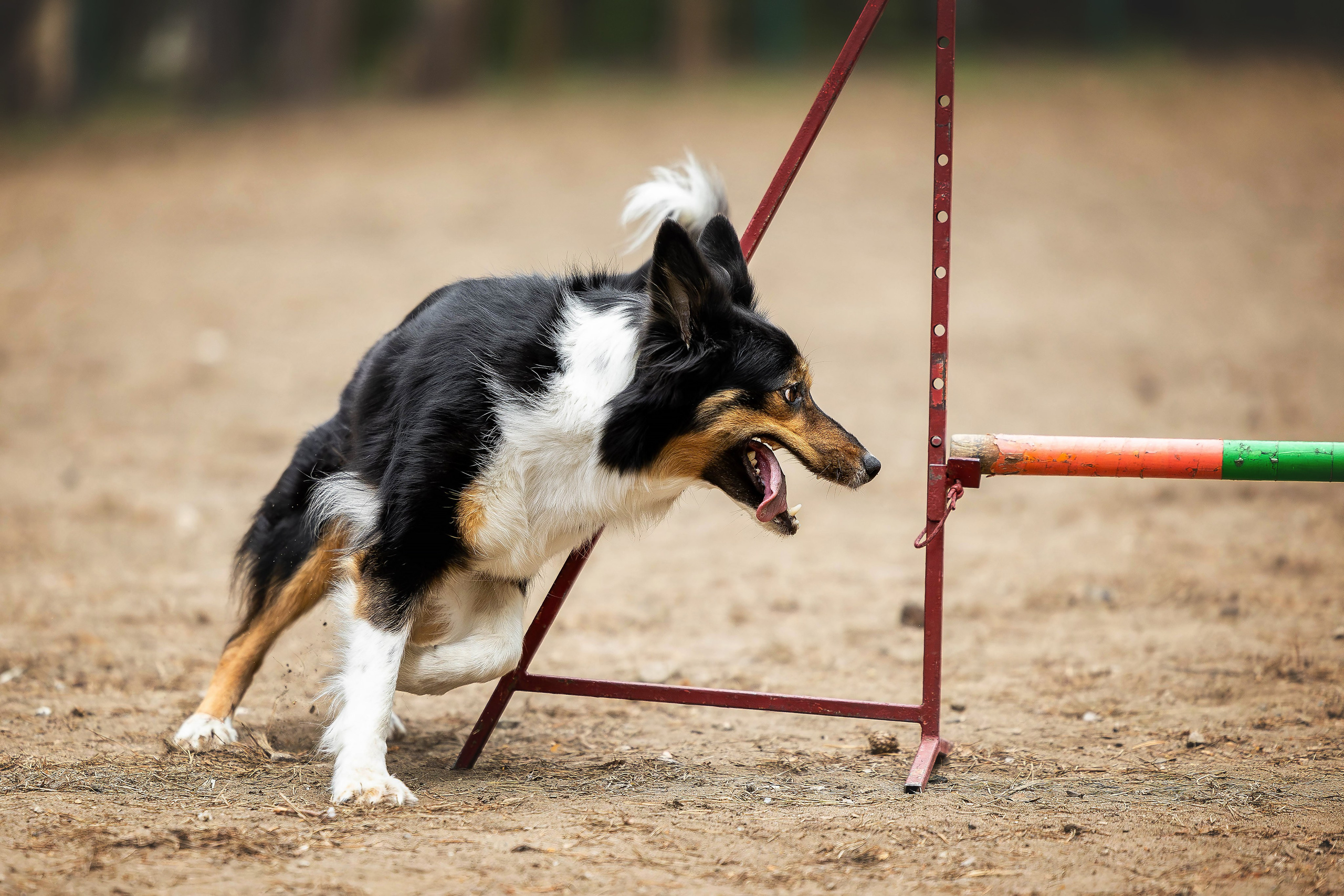 Тренировка аджилити. Фотограф Анималист в Перми Анастасия Остерман