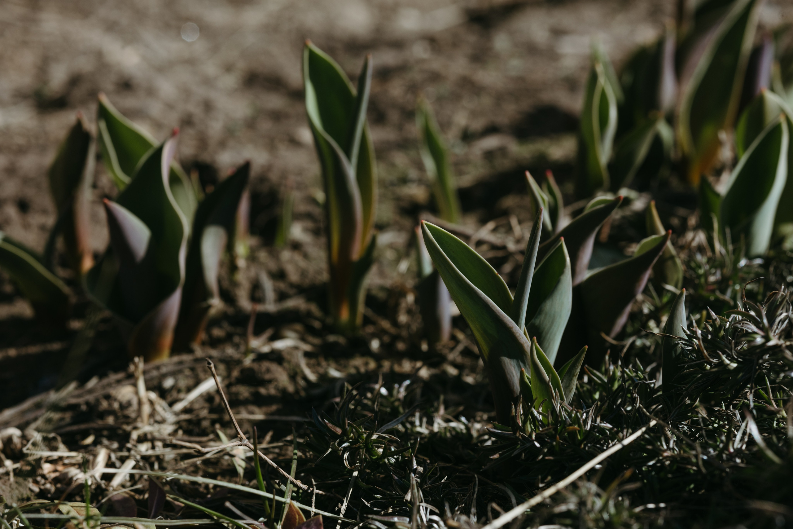 Природа деревни. Фотограф Эльмира Лин