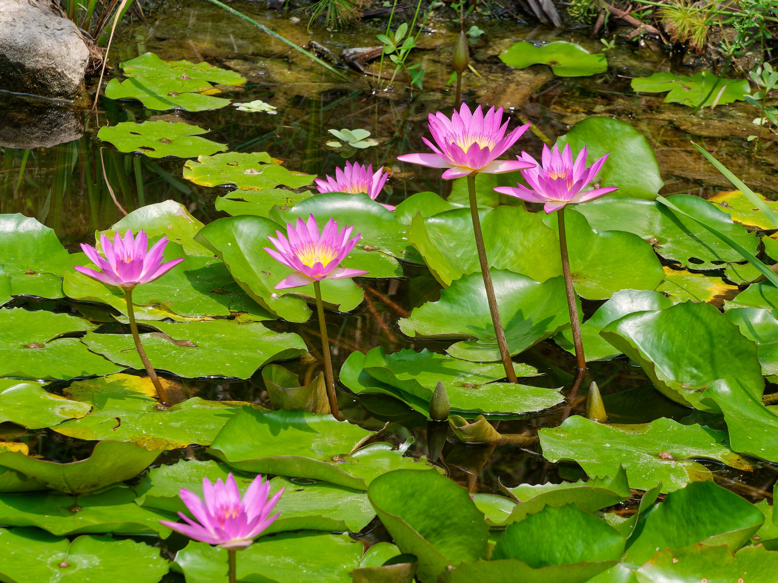 Хайнань 2026, флора, цветы и деревья. Фотопрогулки по Миру