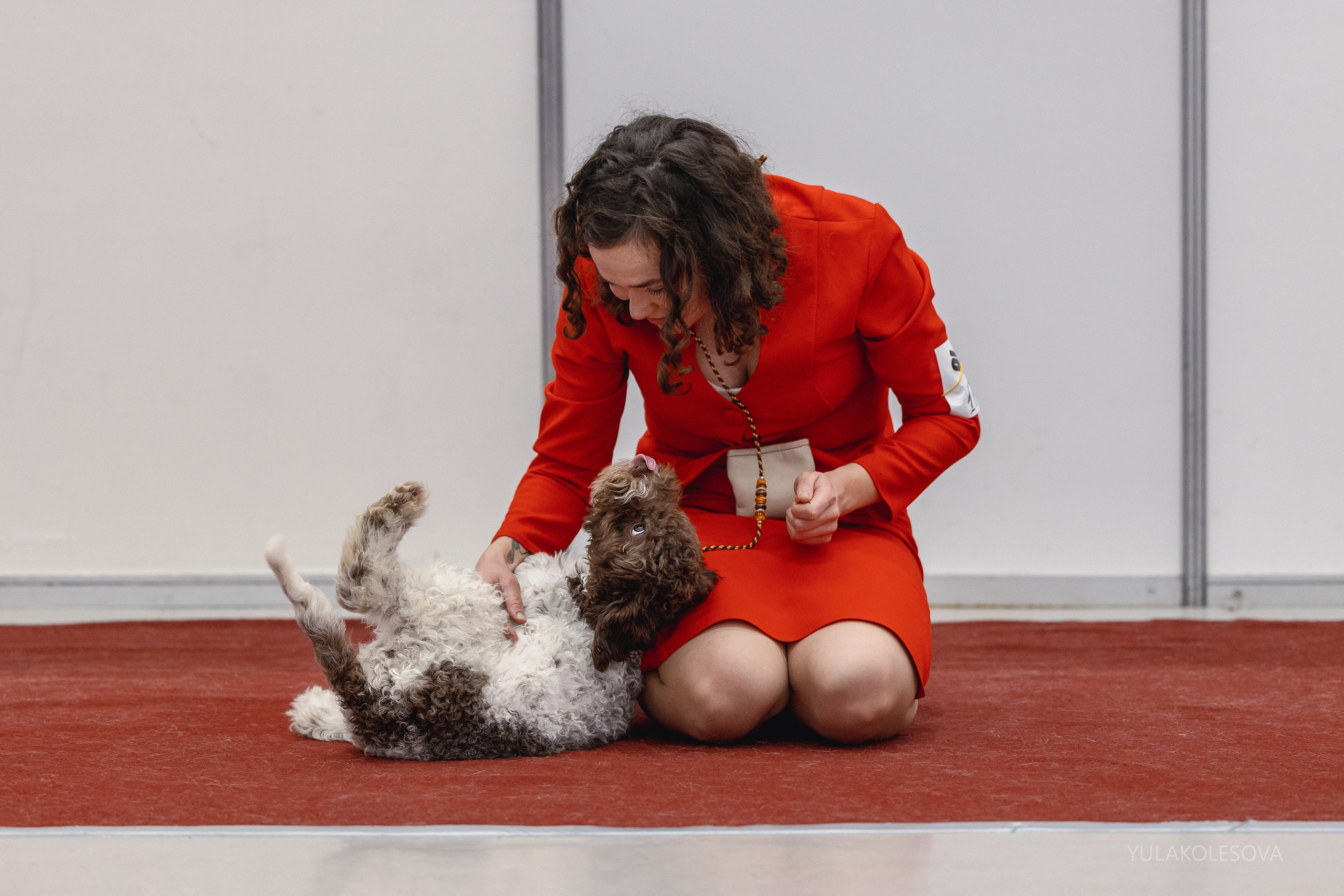 14.12.2024 Выставка собак всех пород «Кубок Дружбы — 2024». YULA KOLESOVA | Фотограф — Анималист | Художник | Тюмень