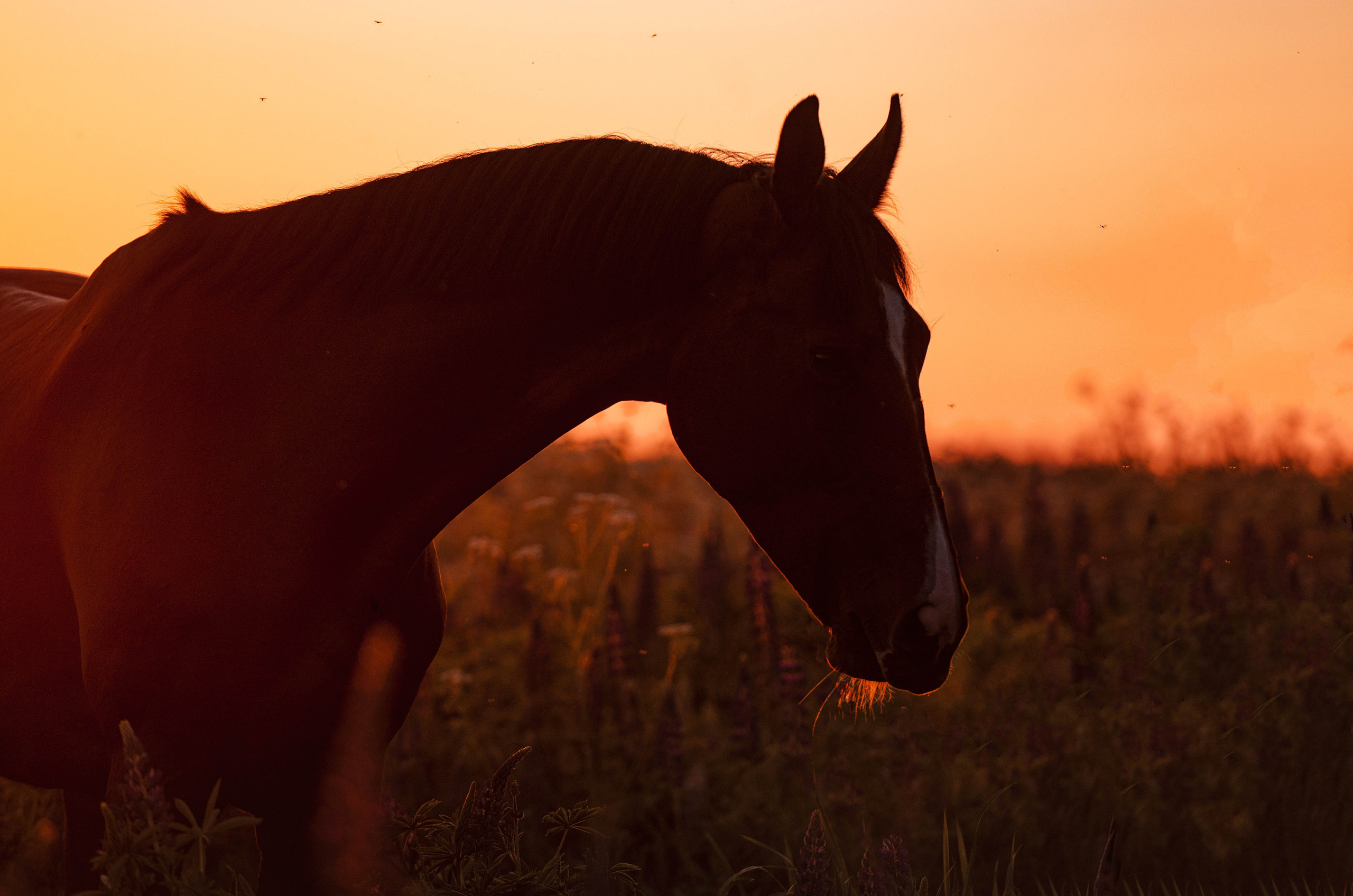 Ивори в закатных полях. Фотограф-анималист