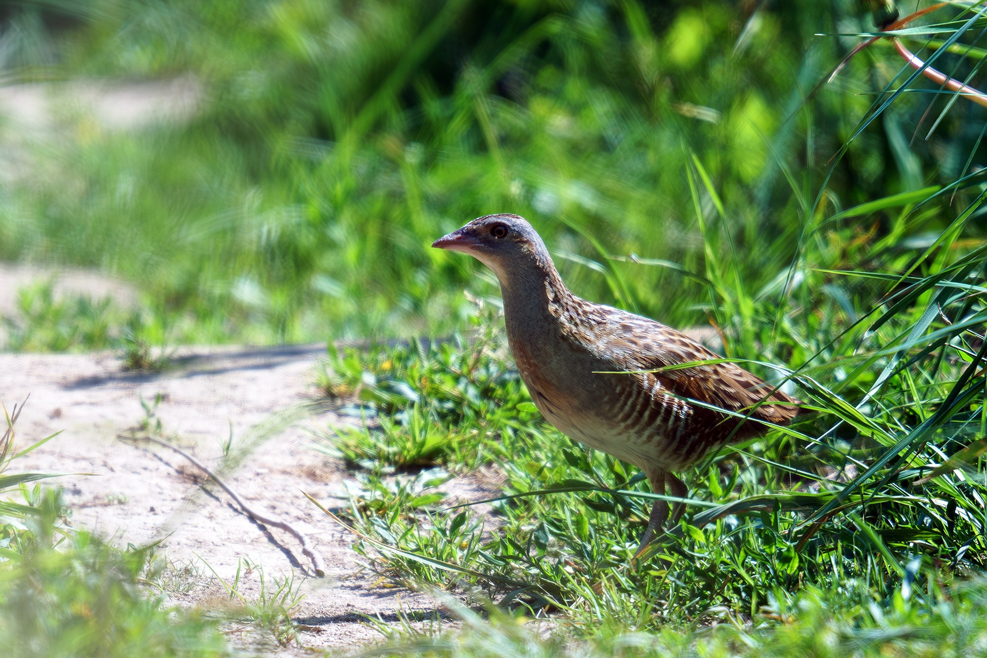 Удивительные мир птиц. Вокруг нас столько прекрасного — присмотритесь!. Ваш личный фотограф Марина Волкова