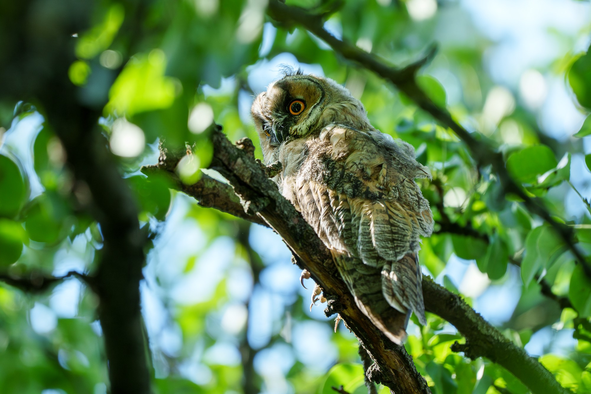 Удивительные мир птиц. Вокруг нас столько прекрасного — присмотритесь!. Ваш личный фотограф Марина Волкова