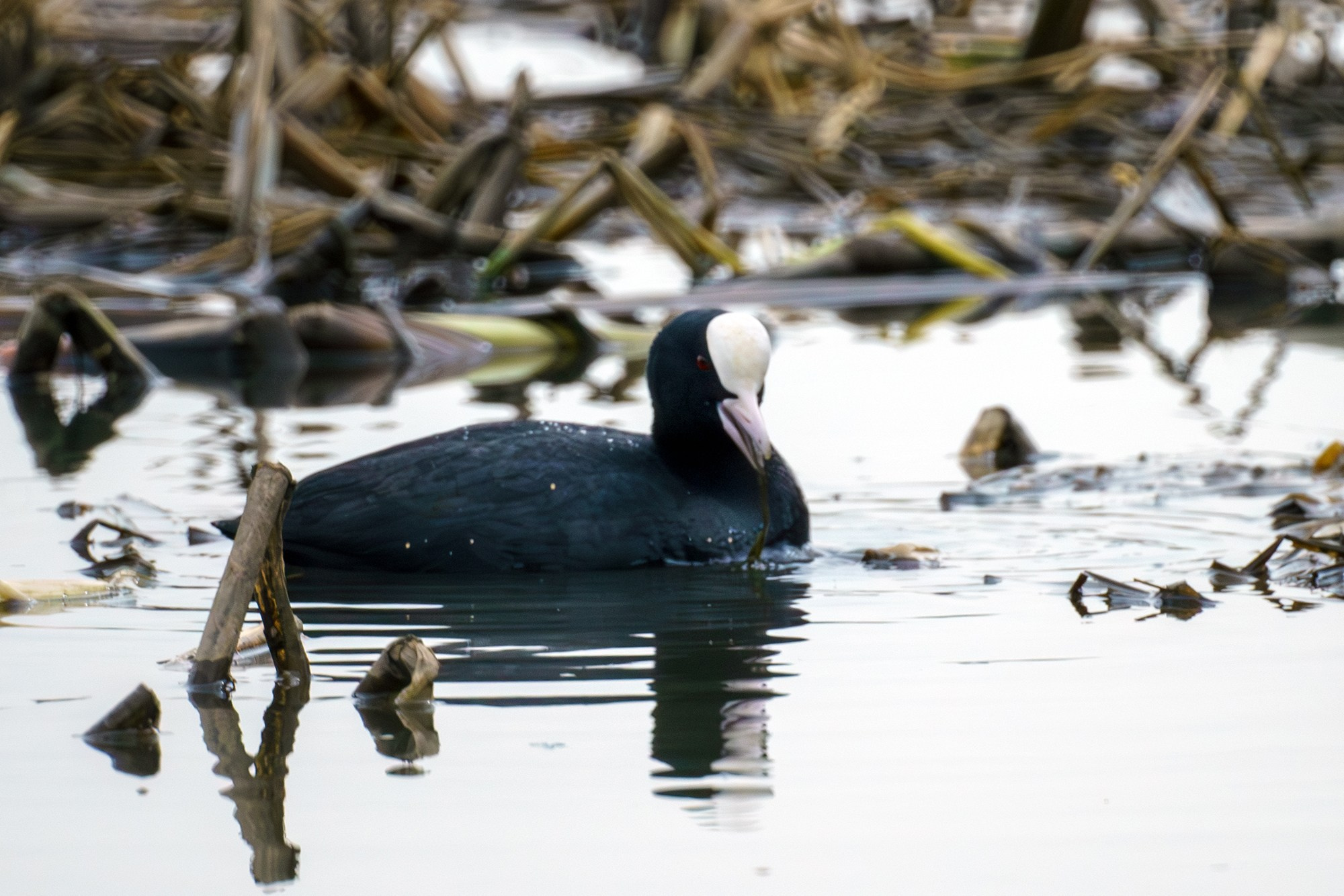 Удивительные мир птиц. Вокруг нас столько прекрасного — присмотритесь!. Ваш личный фотограф Марина Волкова