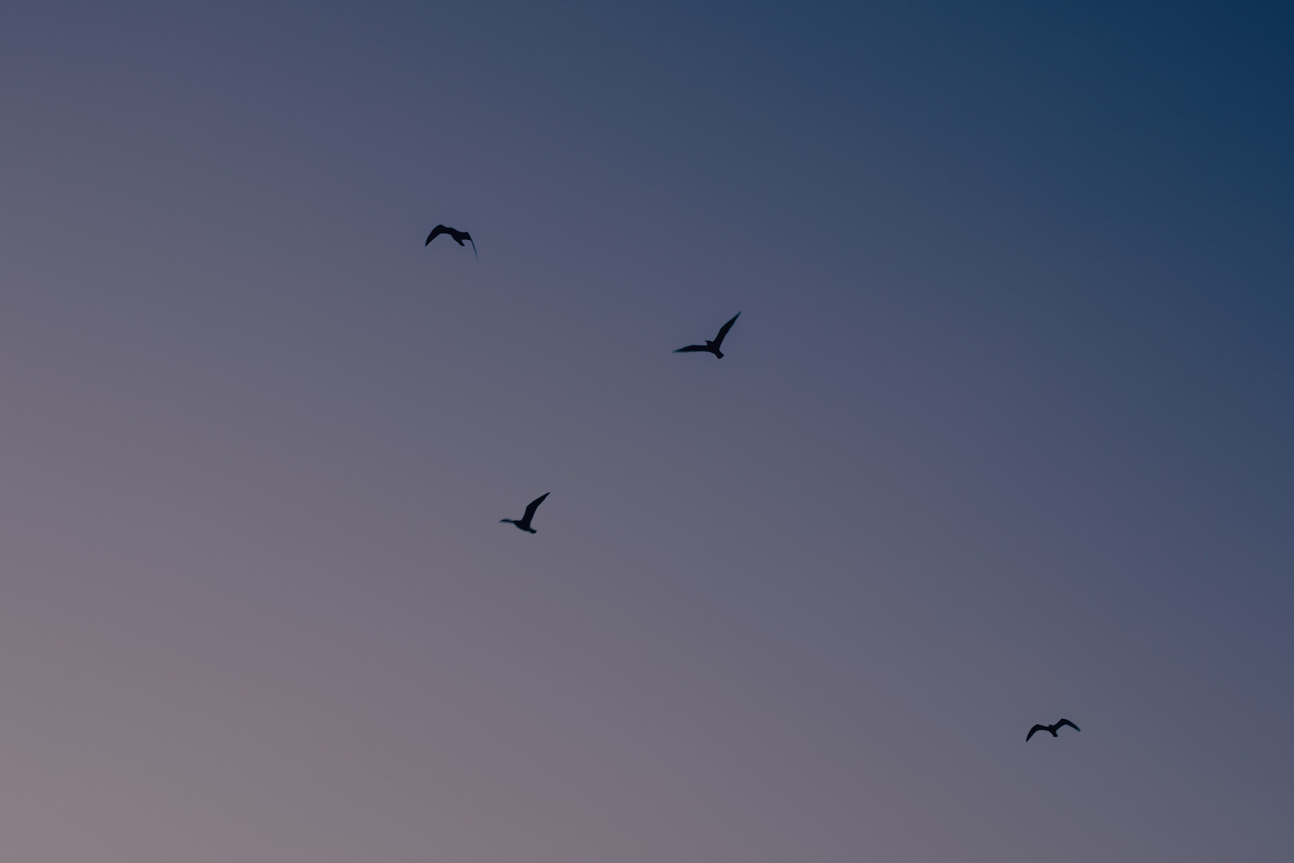 Portfolio. @beingabird.photography