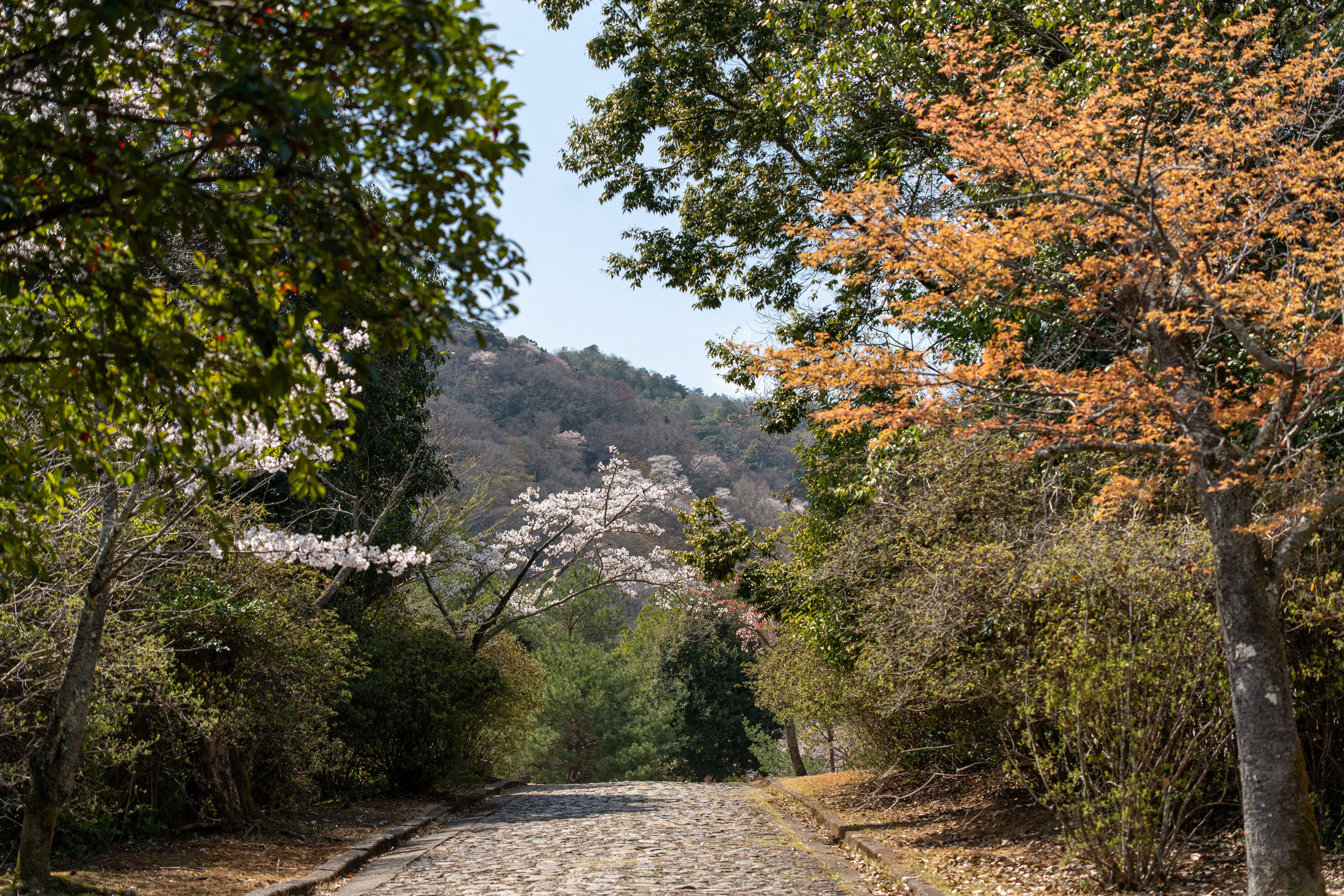 Япония, сакура. Творческие сьемки