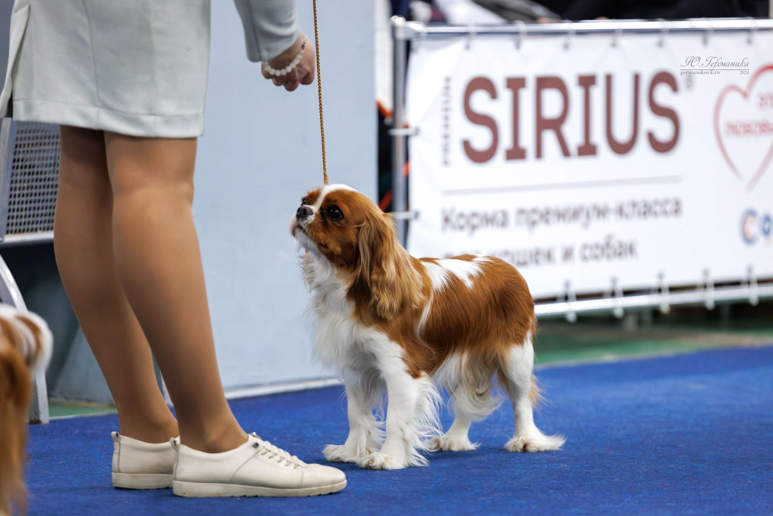 Сфера 06.04.2025. Фотограф-анималист Юлия Германика