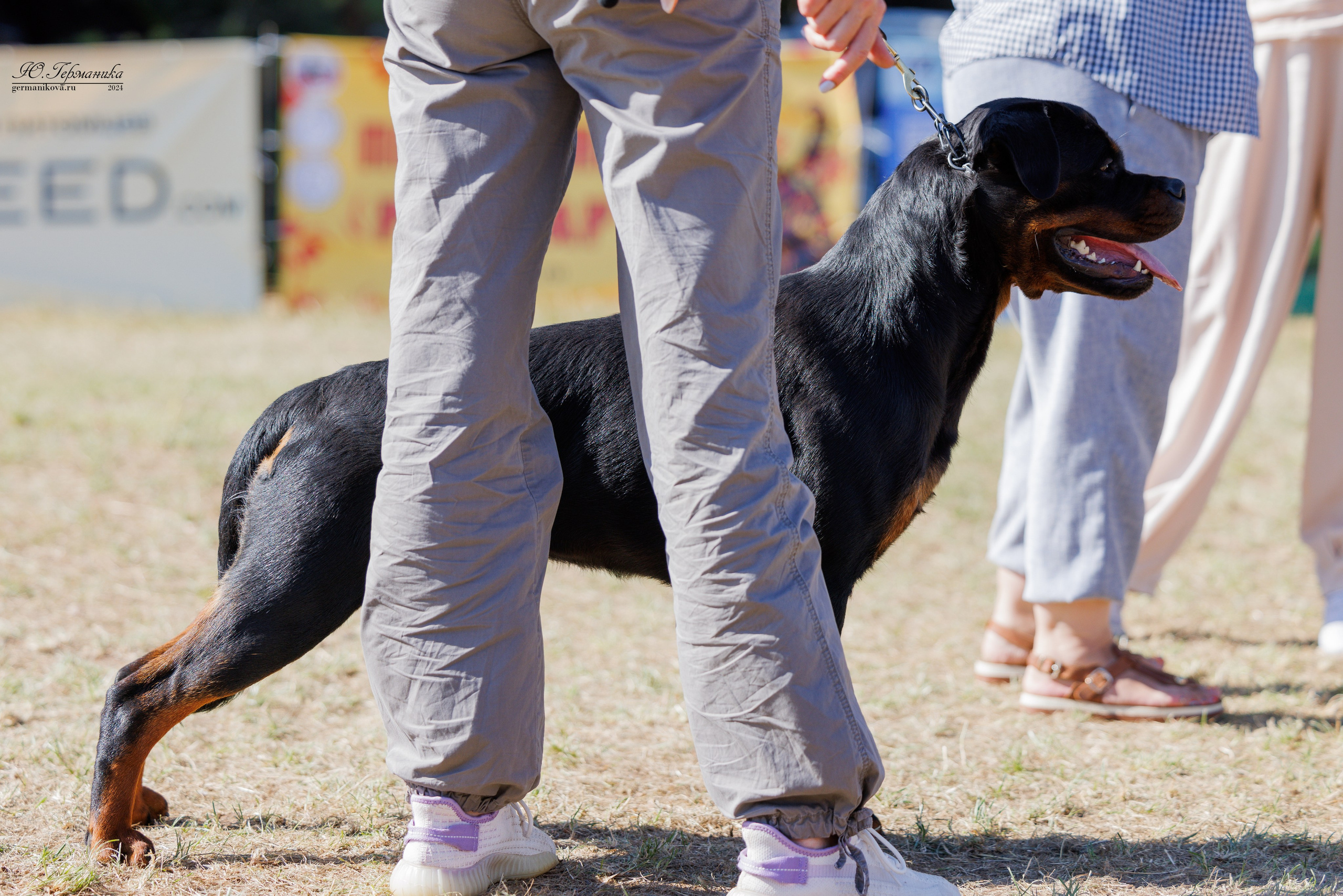 ПК и КЧК ротвейлеры Тверь 6-7.07.2024. Фотограф-анималист Юлия Германика