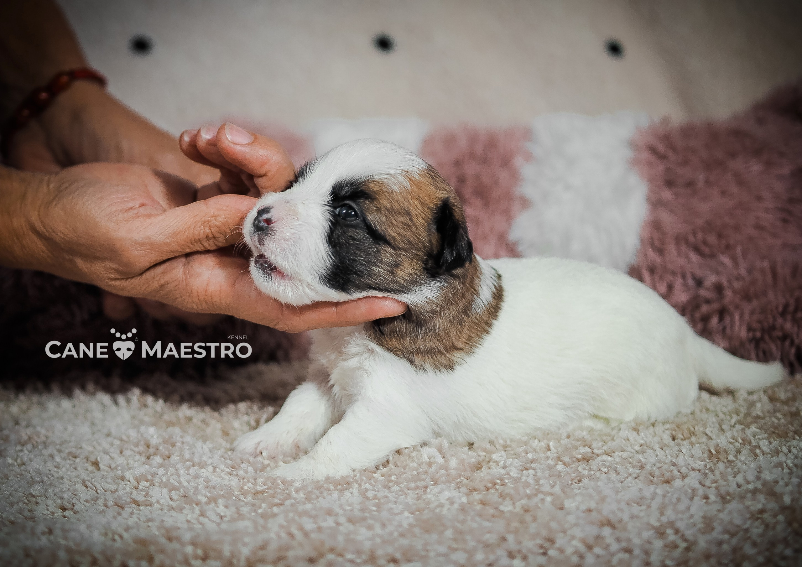 X_MAL_3_БРЫЖ. CANE MAESTRO — kennel Jack Russell Terrier
