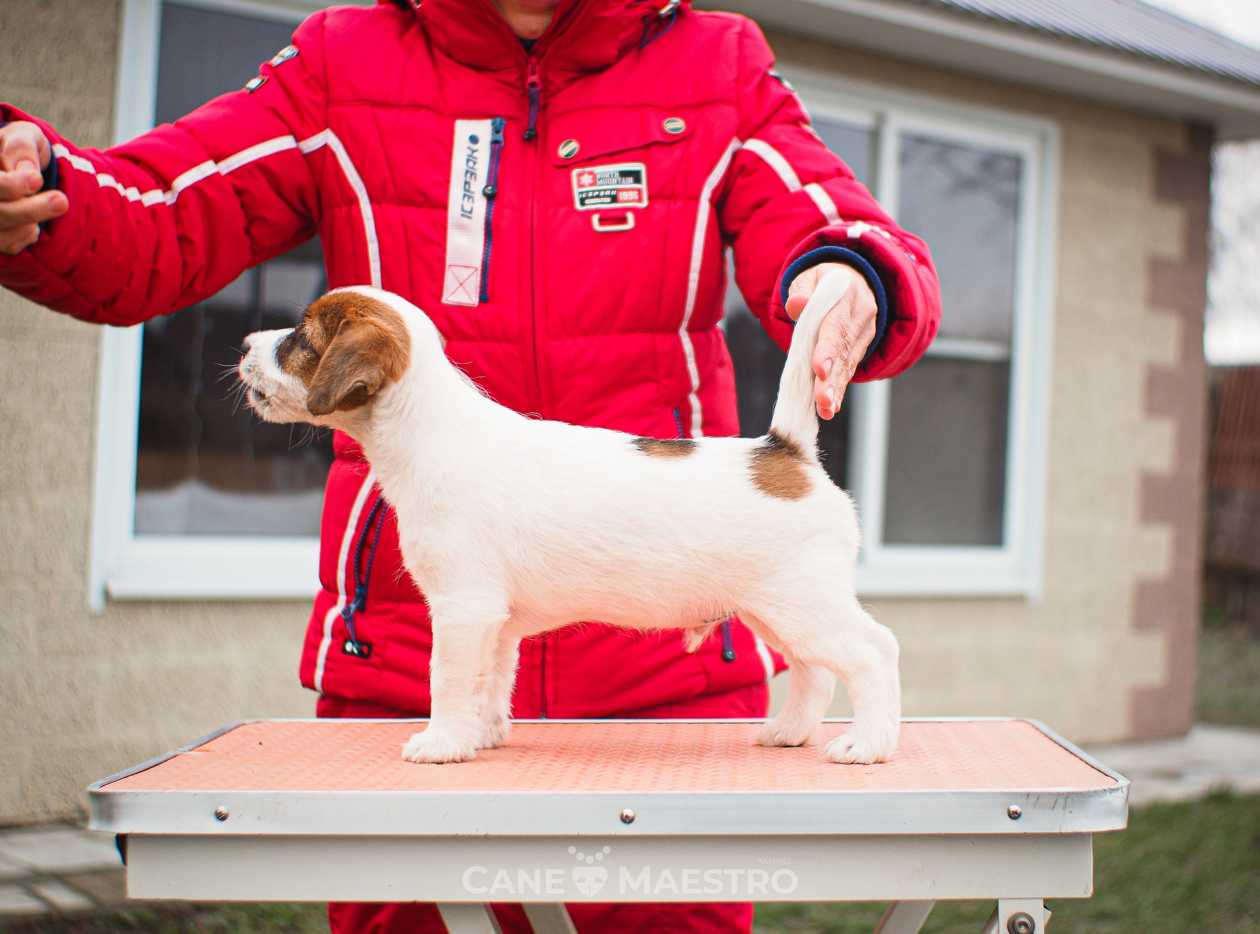 3КОБЛ_СНЕГОВИК. CANE MAESTRO — kennel Jack Russell Terrier
