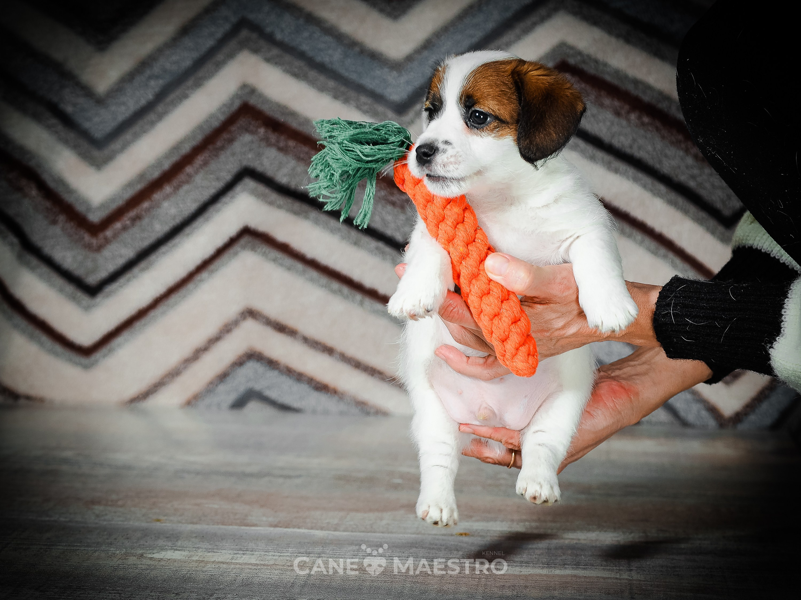 1КОБЛ_МОНОКЛЬ_Ц_ЛИТТЕР. CANE MAESTRO — kennel Jack Russell Terrier