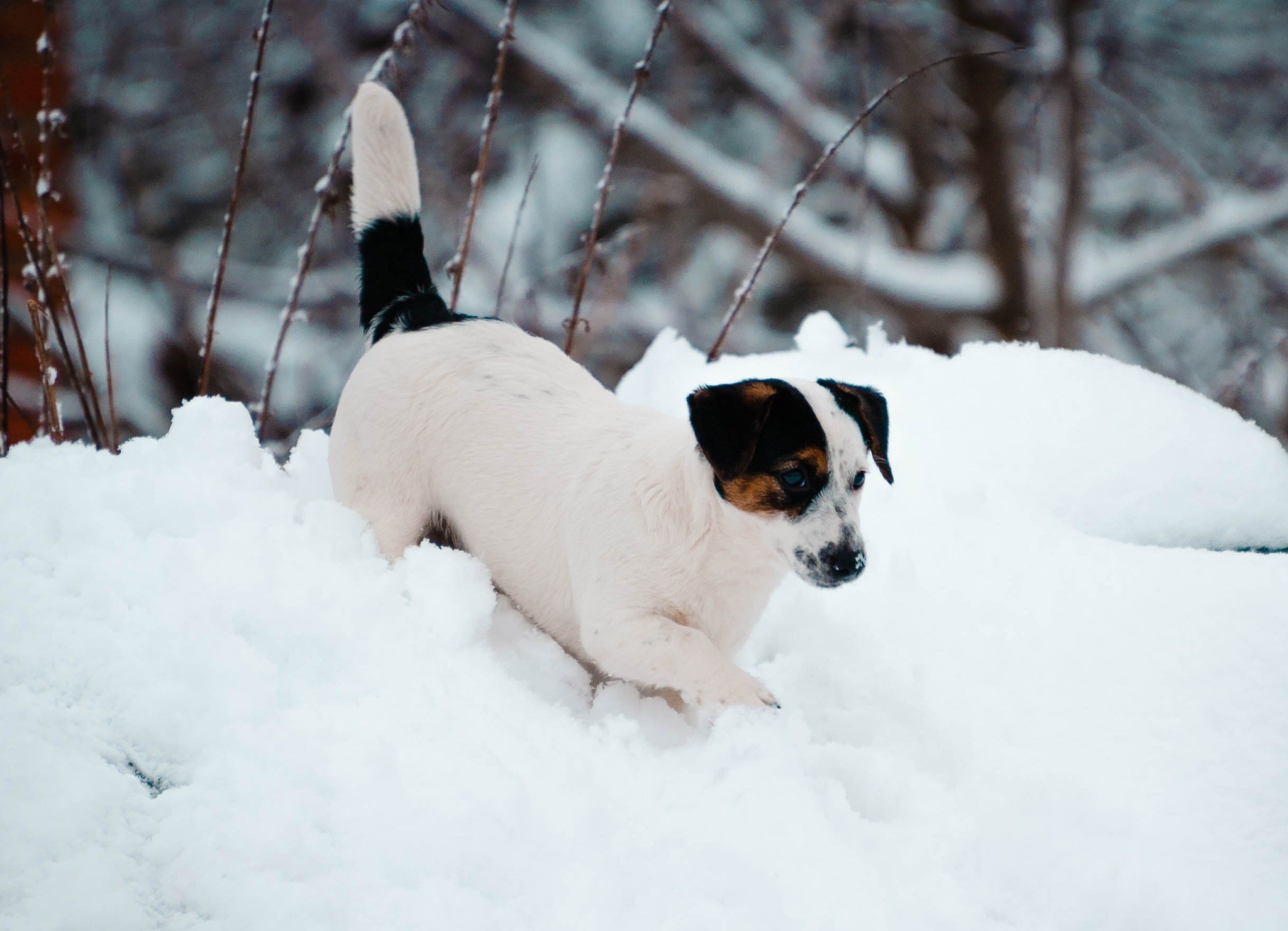 Гладкошерстная. Триколор. Джек рассел терьер. КАНЕ МАЭСТРО ОЛИВА. КАНЕ МАЭСТРО — питомник Джек рассел терьеров