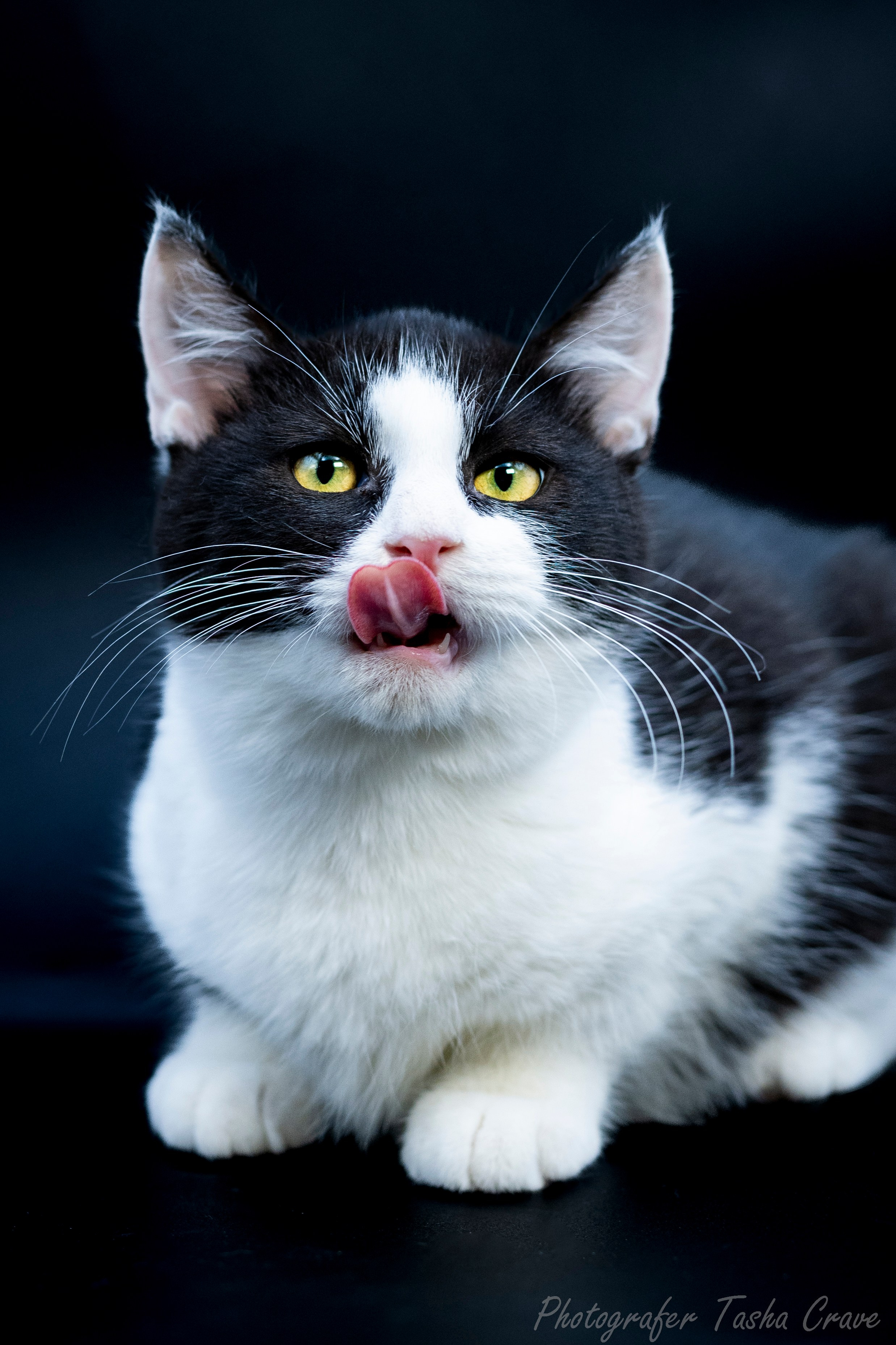 Фотограф анималист в Санкт-Петербурге Таша Крейв