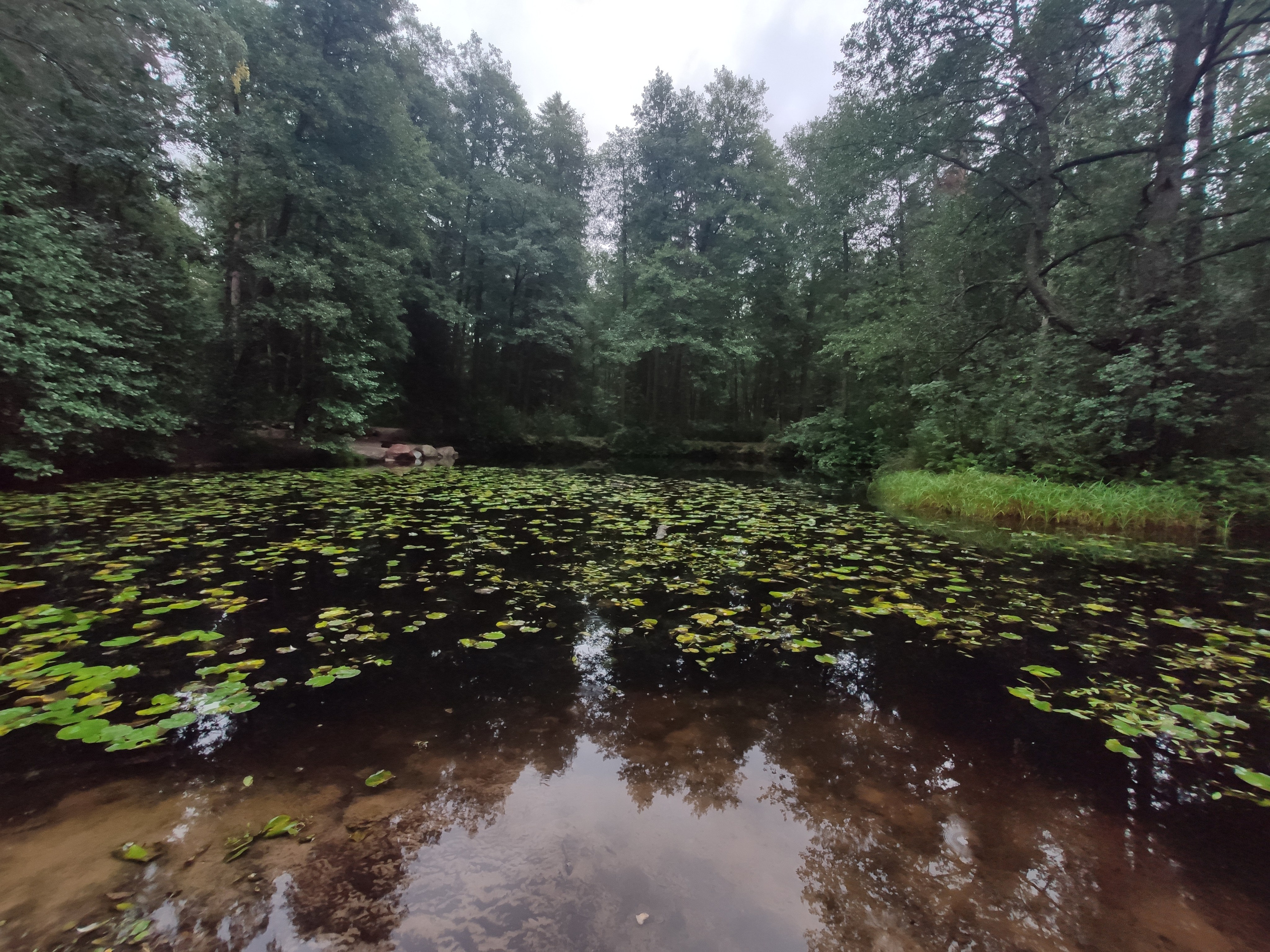 Дорожка, иногда с мостками, по лесу.