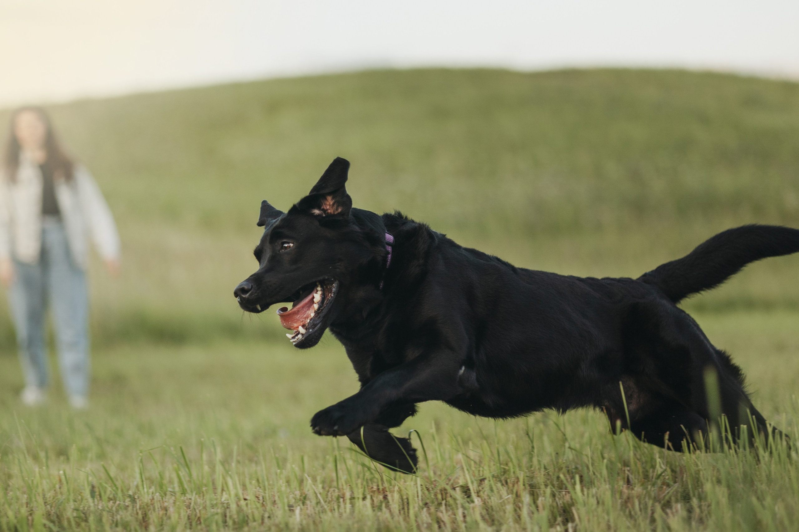 Бомбей и его семья. Фотограф — Анималист | Санкт-Петербург