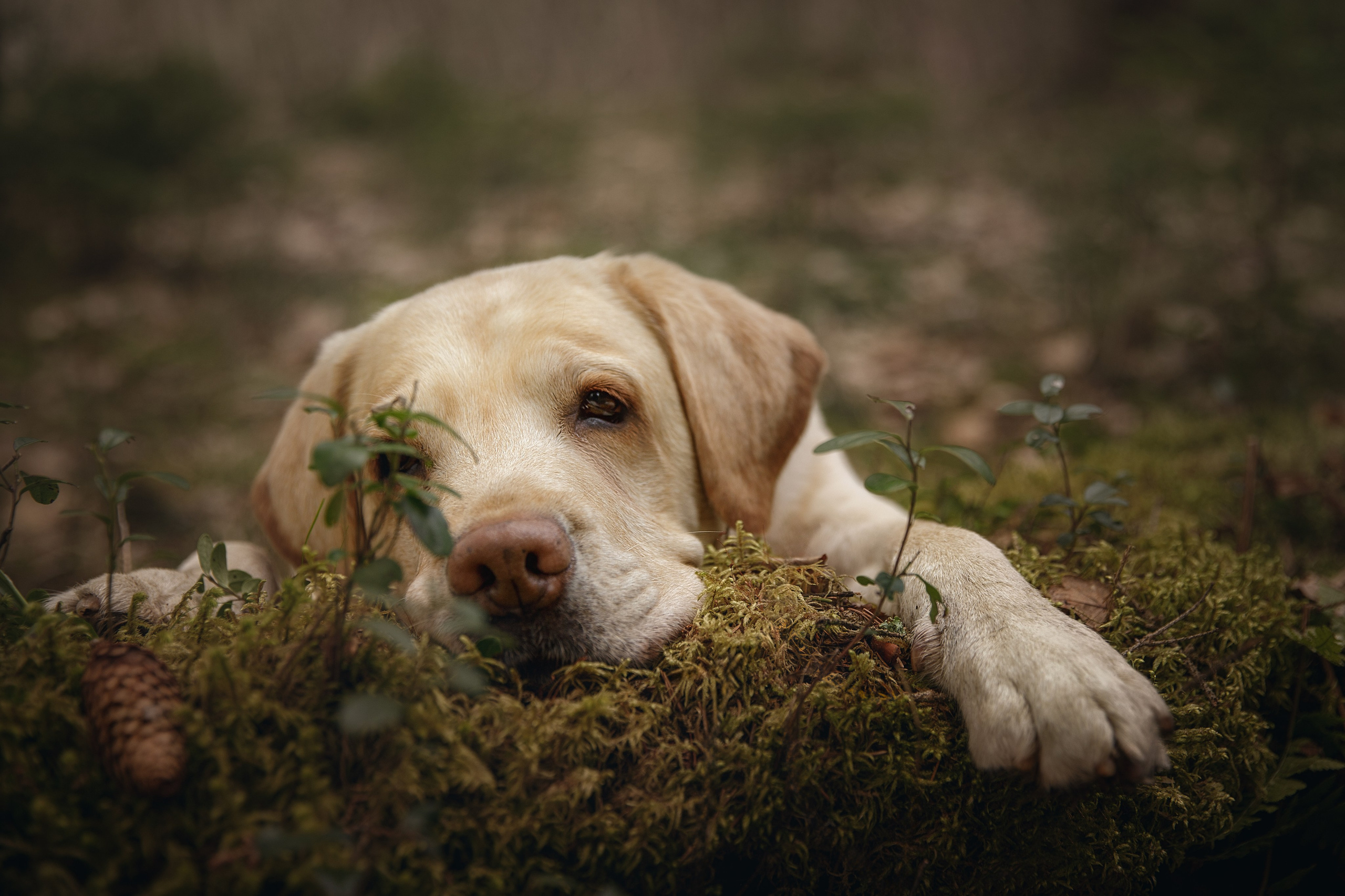 Фотограф-анималист в Калуге Мария Шерскова