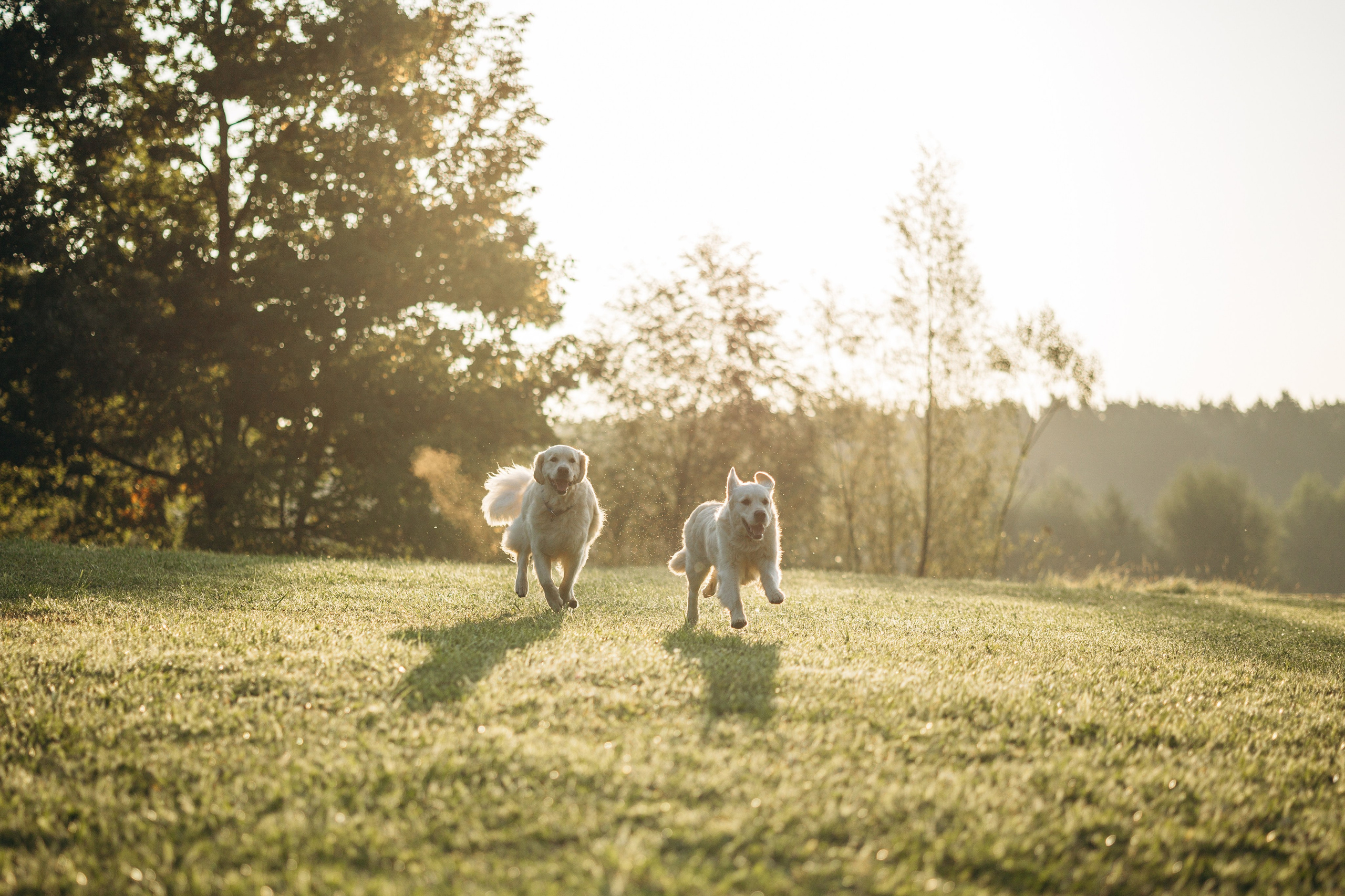 Ирина и ее золотинки. Фотограф — Анималист | Санкт-Петербург