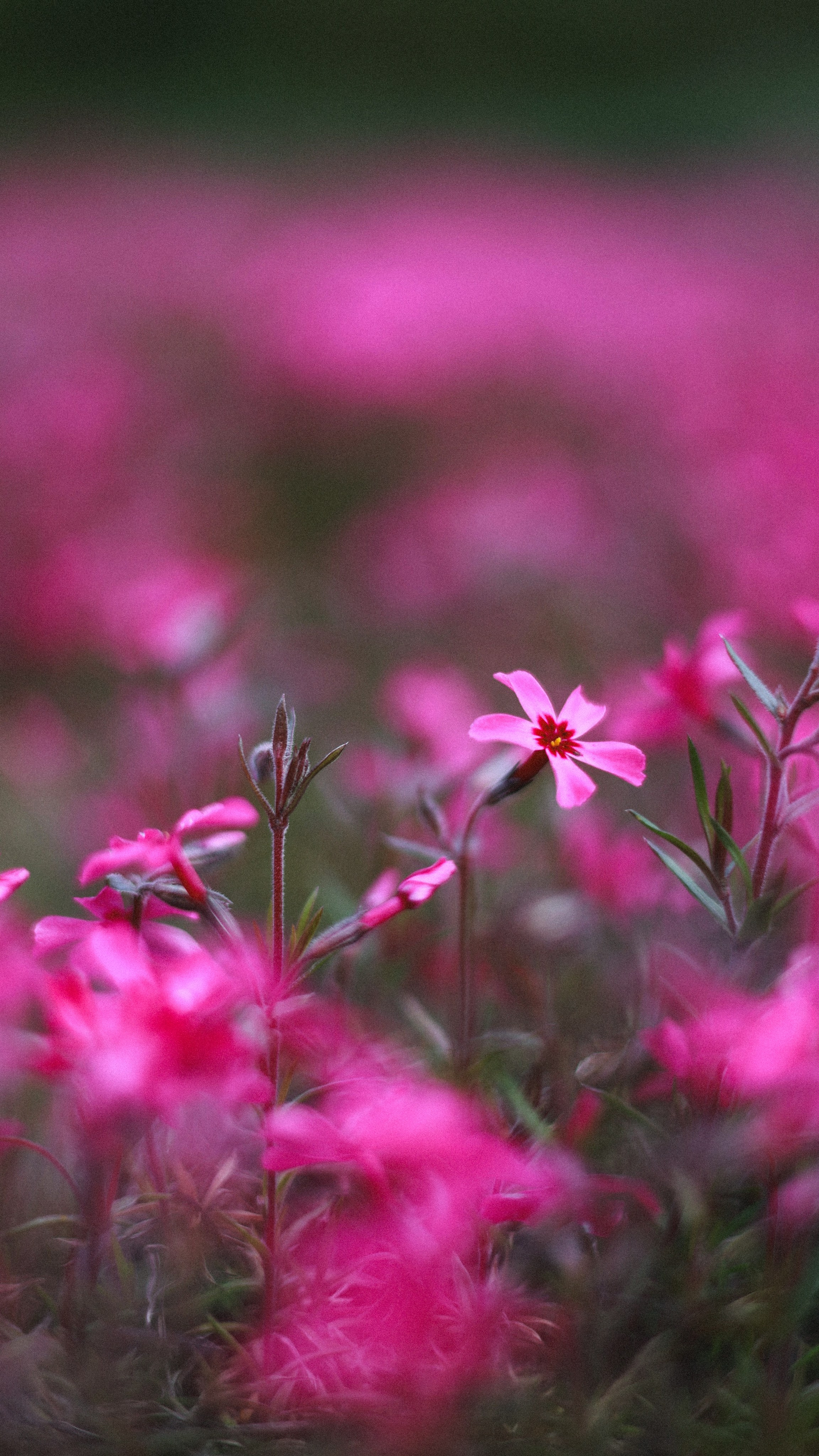 Все, что вокруг меня. Фотограф Евгения Ошкина, Саранск