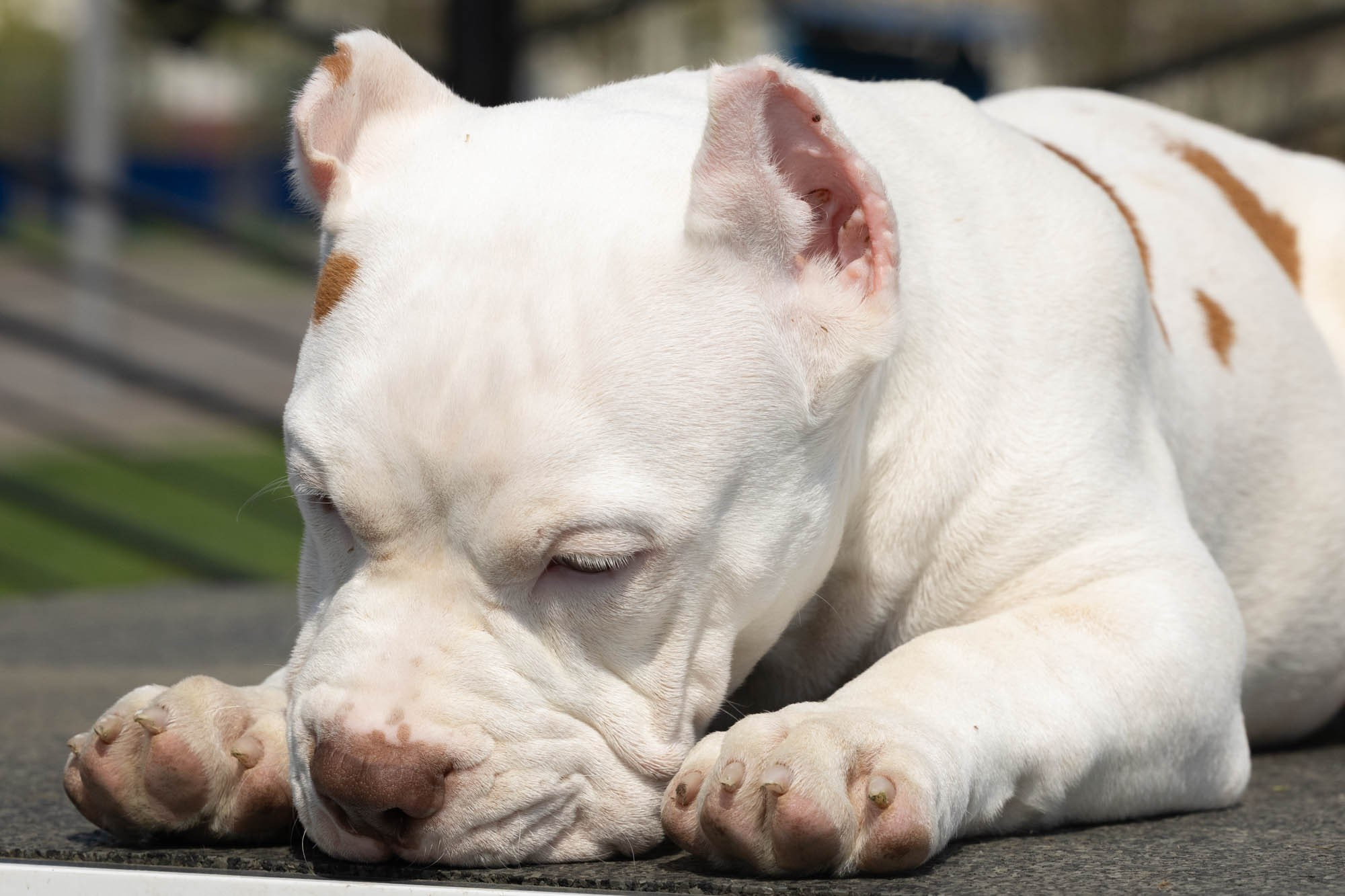 Щенки. Виктория Михайловская. Фотограф-анималист. Москва