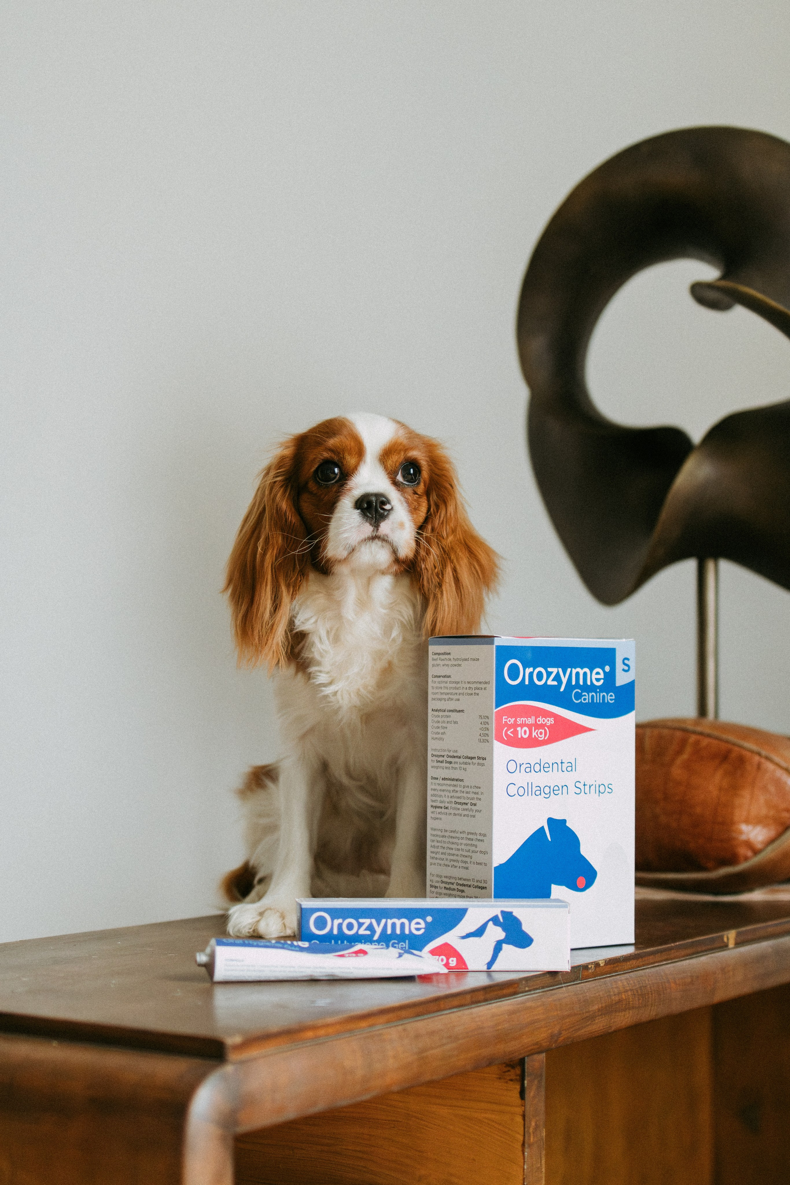 Orozyme&Emmiepet. Фотораф — анималист Мария Шистка