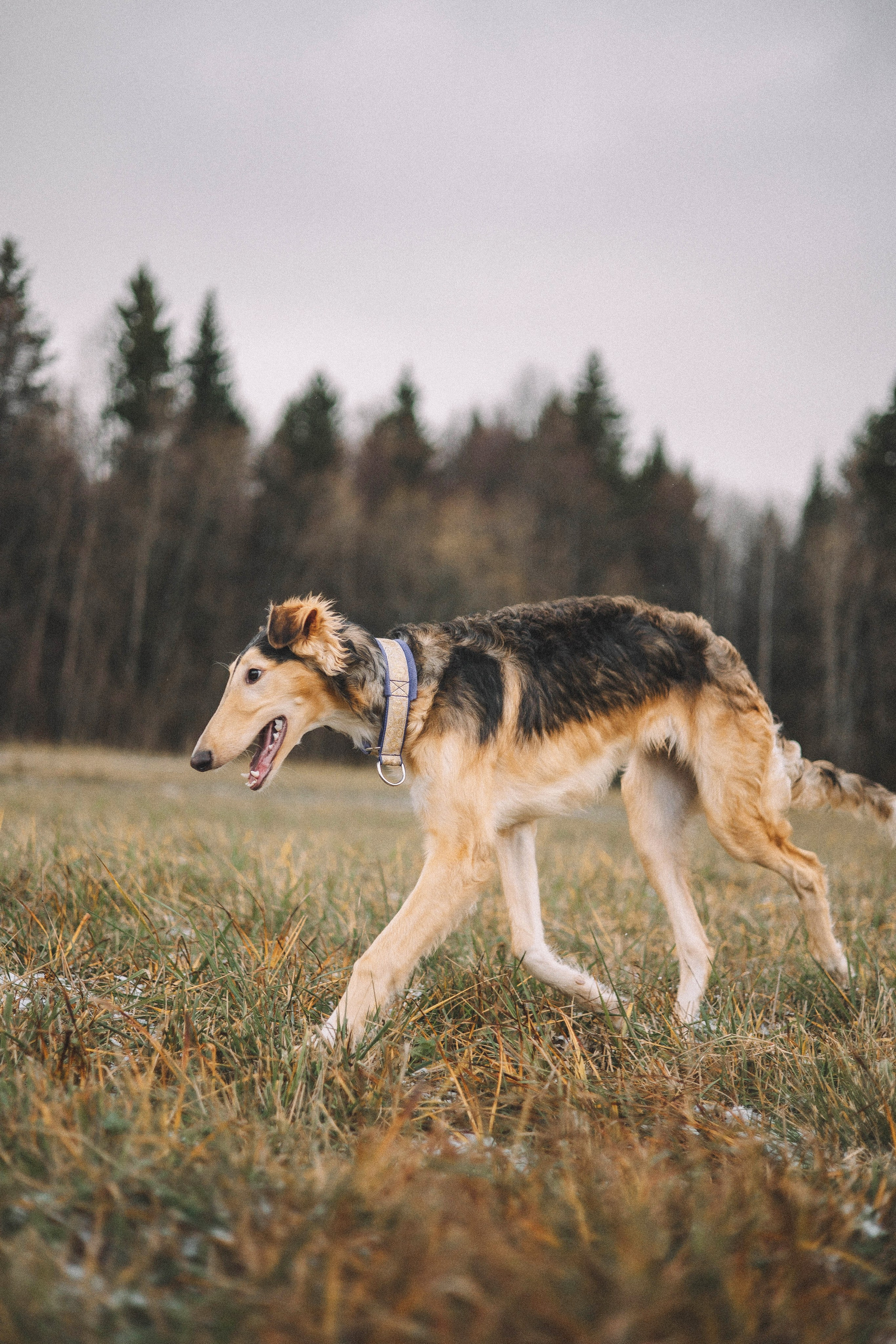 Алена, Леви и Микаса. Фотограф-анималист Богданова Полина