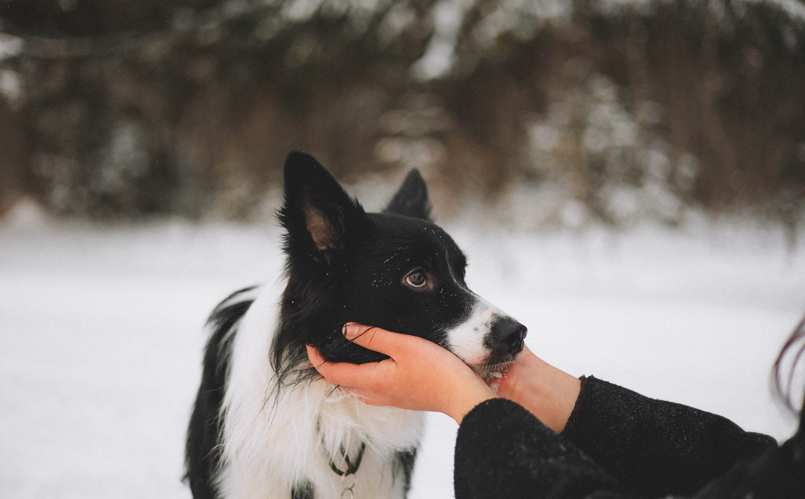 Алина и Найт. Фотограф-анималист Богданова Полина