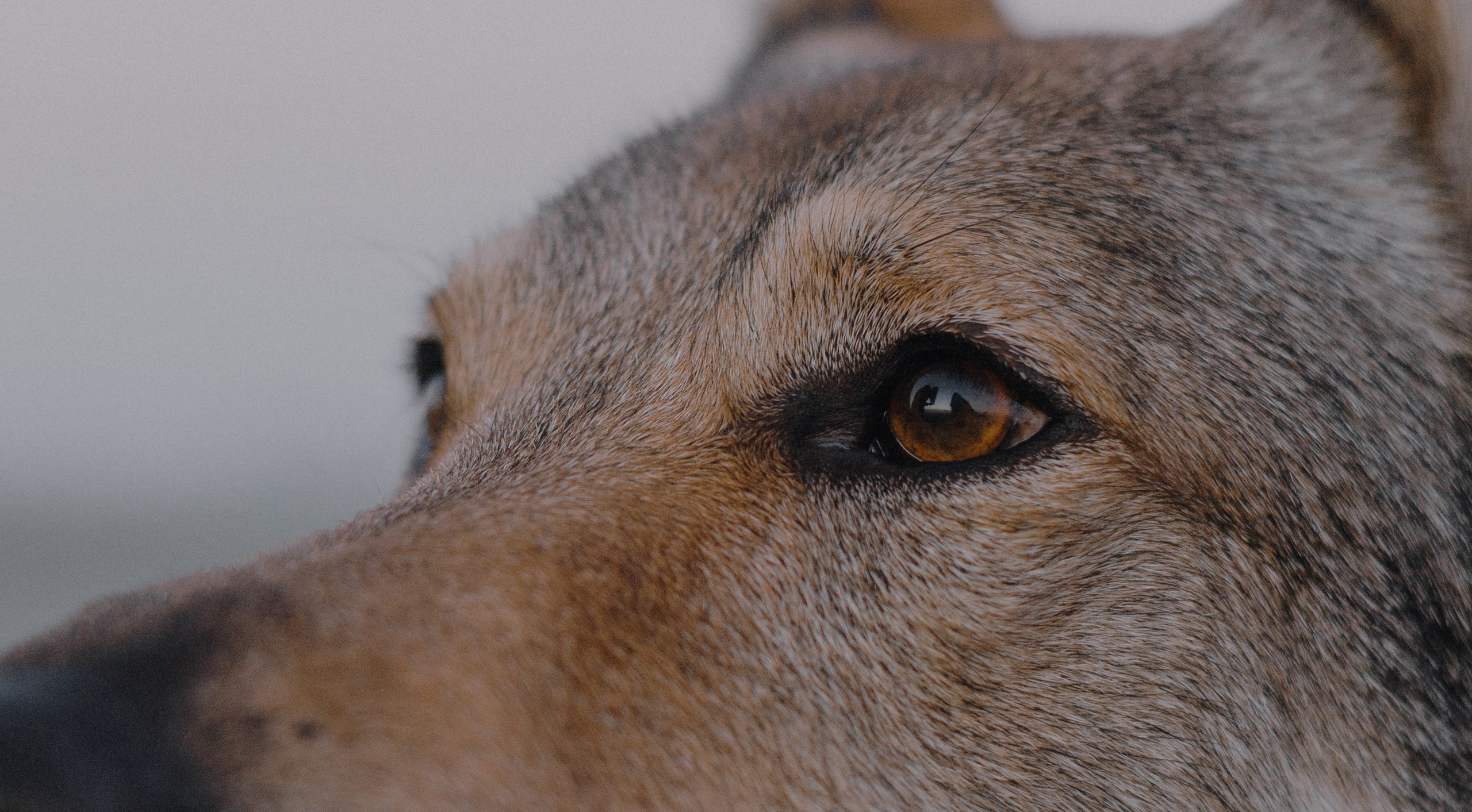 Полина и Вегард. Фотограф-анималист Богданова Полина