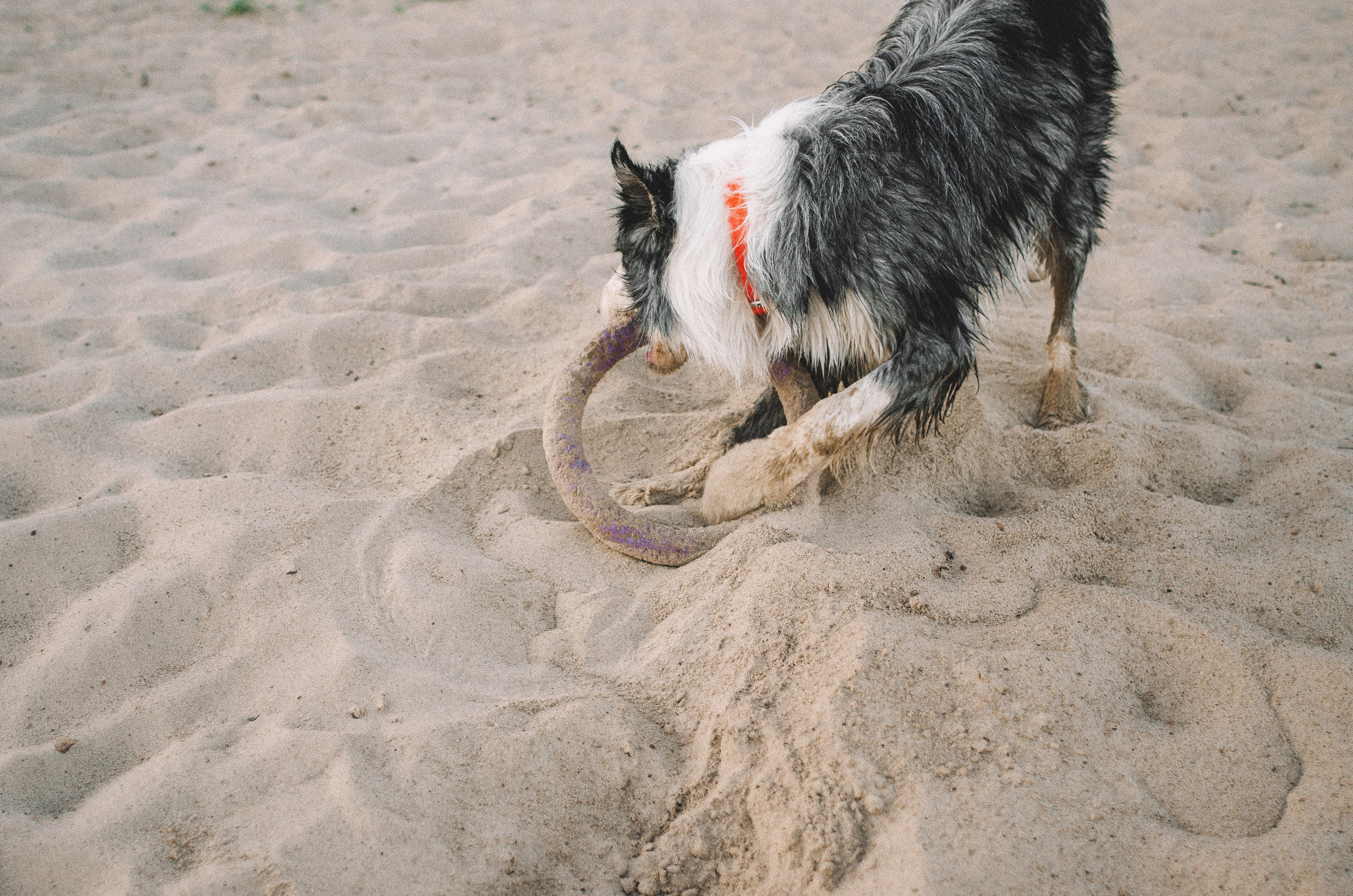 Таня и Бриллиант. Фотограф-анималист Богданова Полина