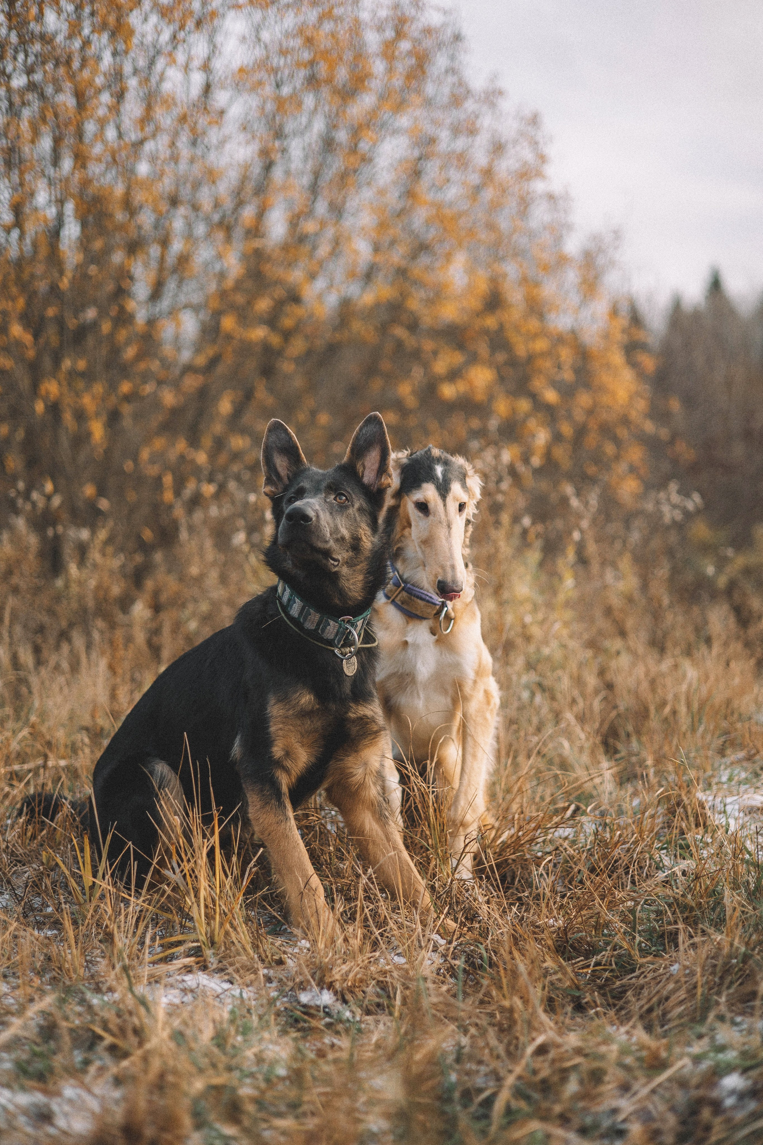 Алена, Леви и Микаса. Фотограф-анималист Богданова Полина