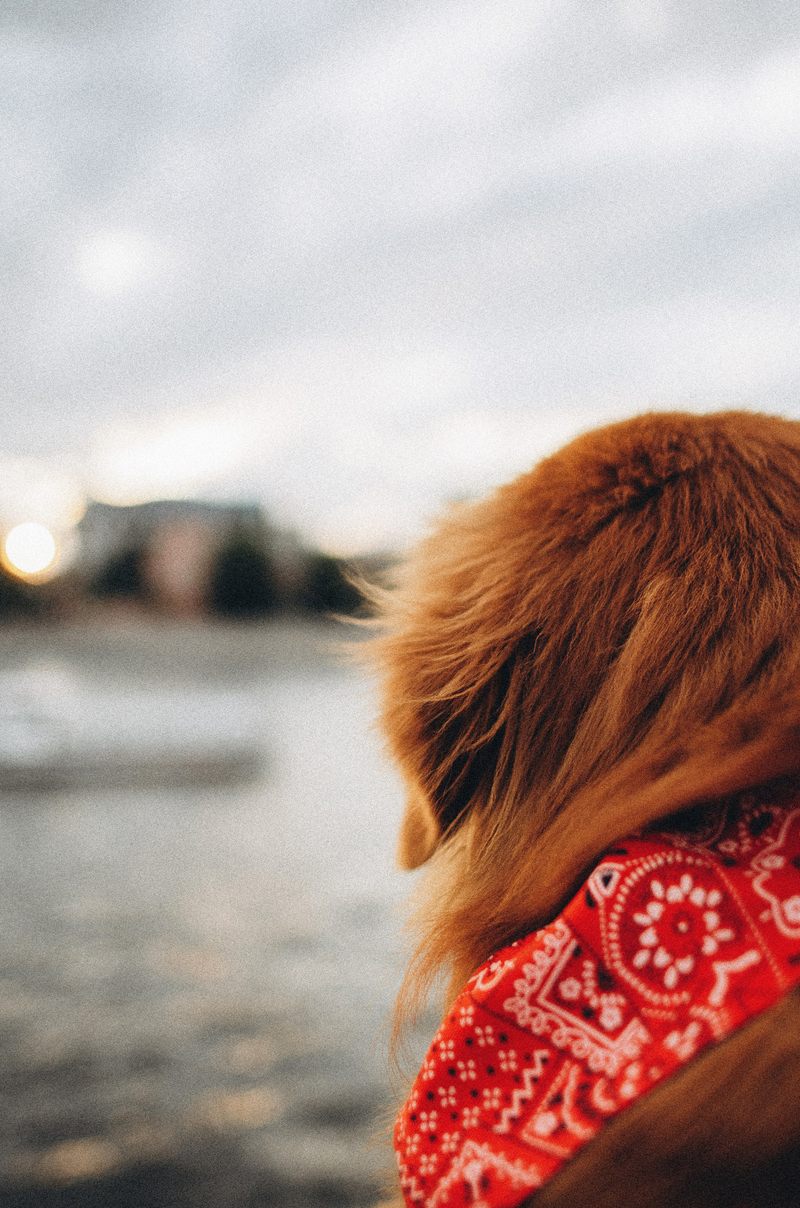 Алина и Бис. Фотограф-анималист Богданова Полина