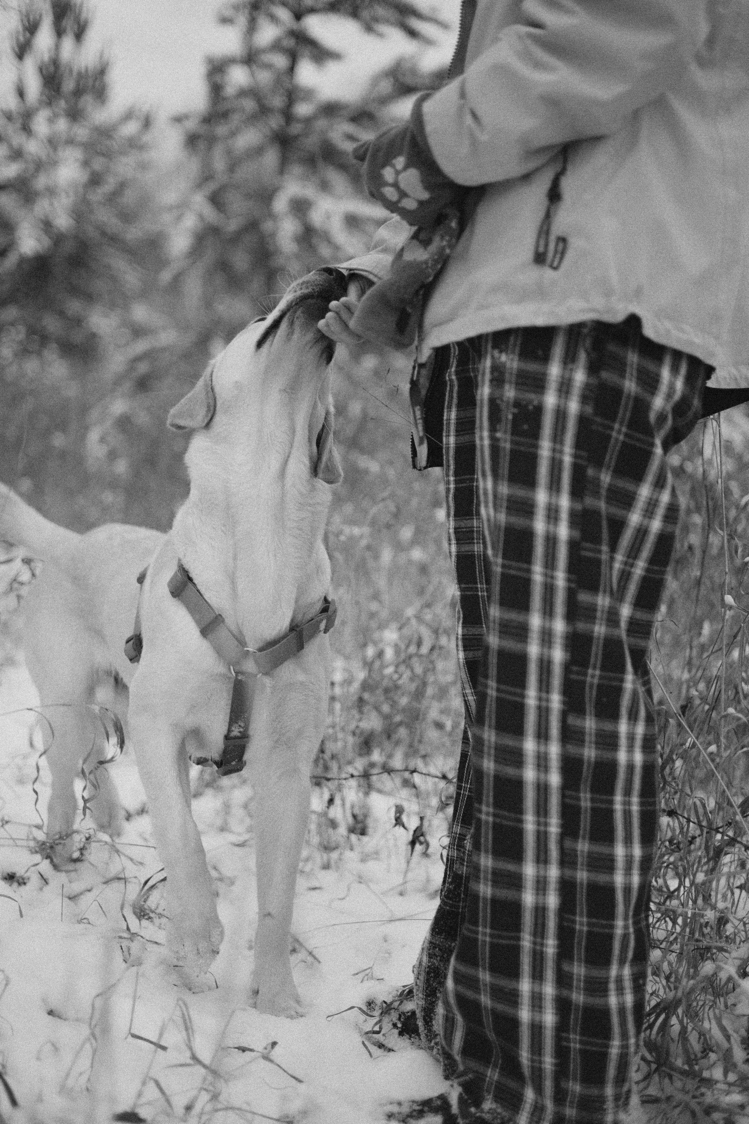 Маргарита и Варди. Фотограф-анималист Богданова Полина