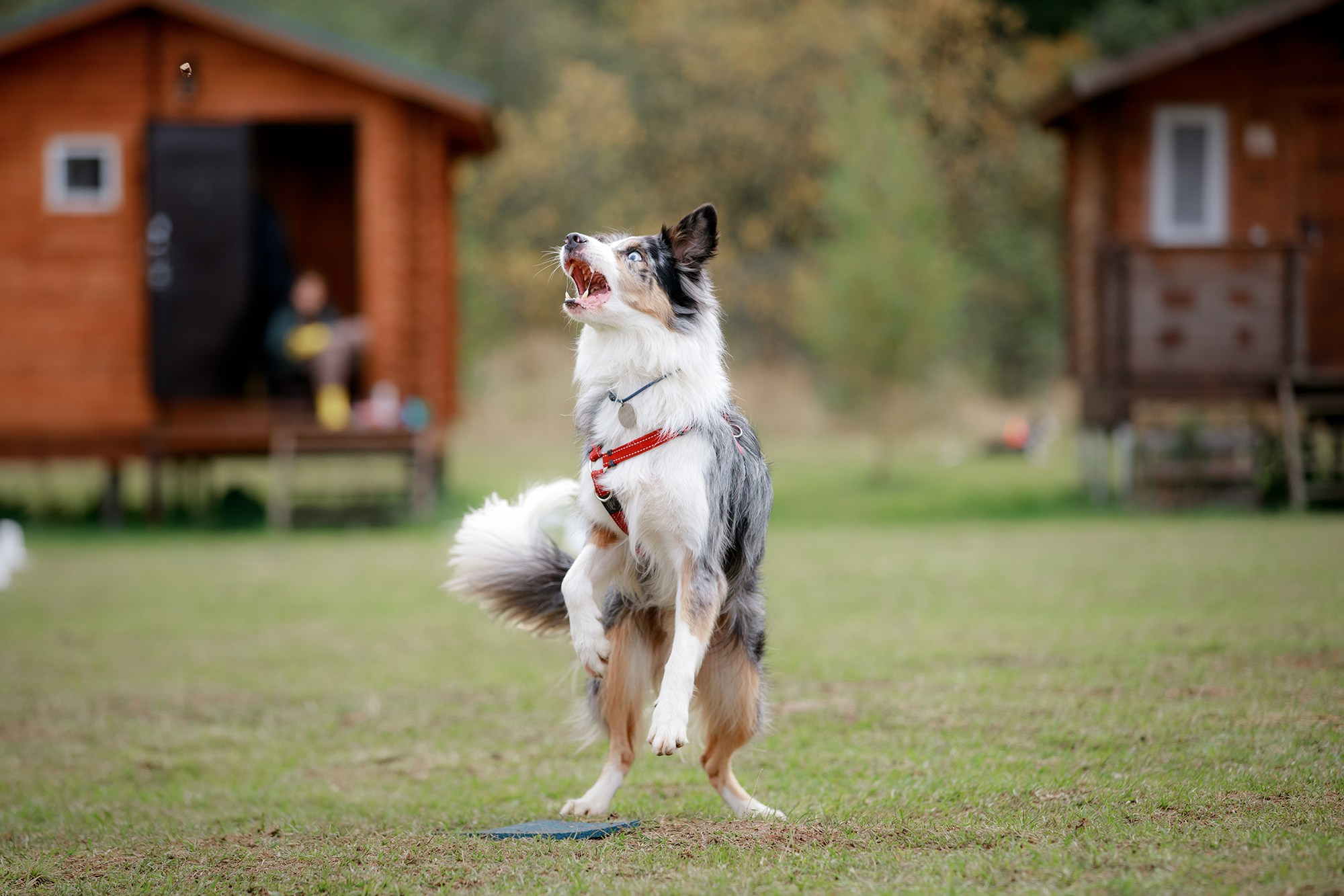 Лагерь по ОБД с Инной Баженовой. Фотограф-анималист Mary Mart — Москва, Питер