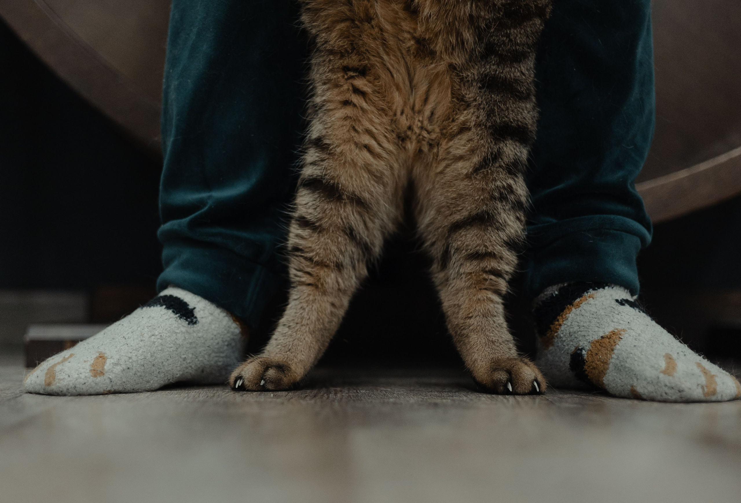 Иксик, Маффин и Надя. Фотограф Анималист Екатерина Справцева в Нижнем Новгороде