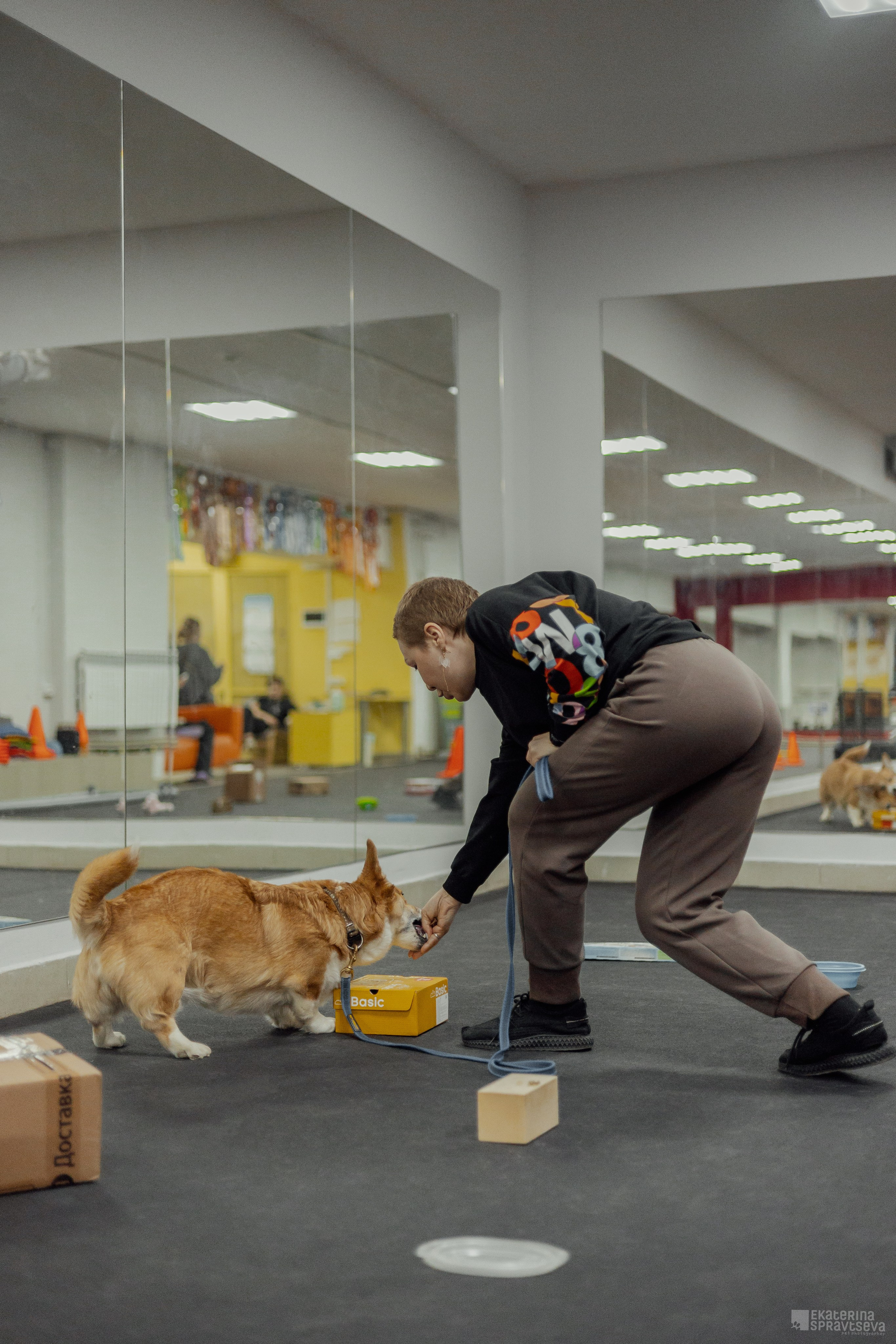 NoseWork. Фотограф Анималист Екатерина Справцева в Нижнем Новгороде