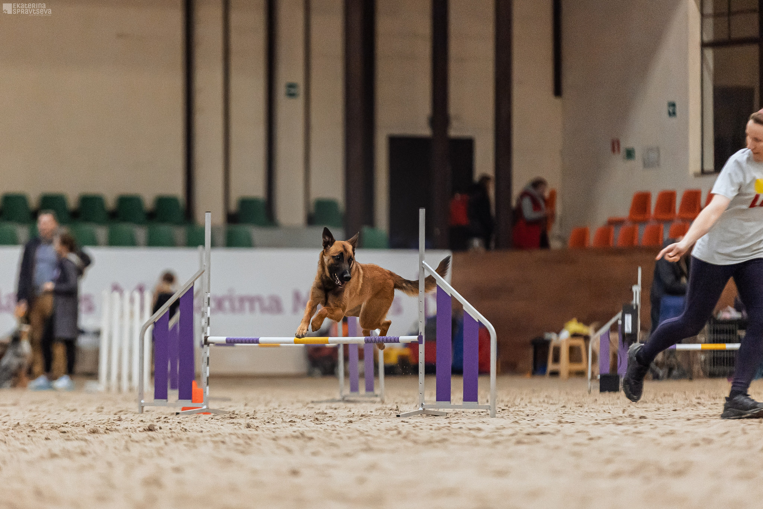 ЧРКФ Аджилити в Максима. Фотограф Анималист Екатерина Справцева в Нижнем Новгороде