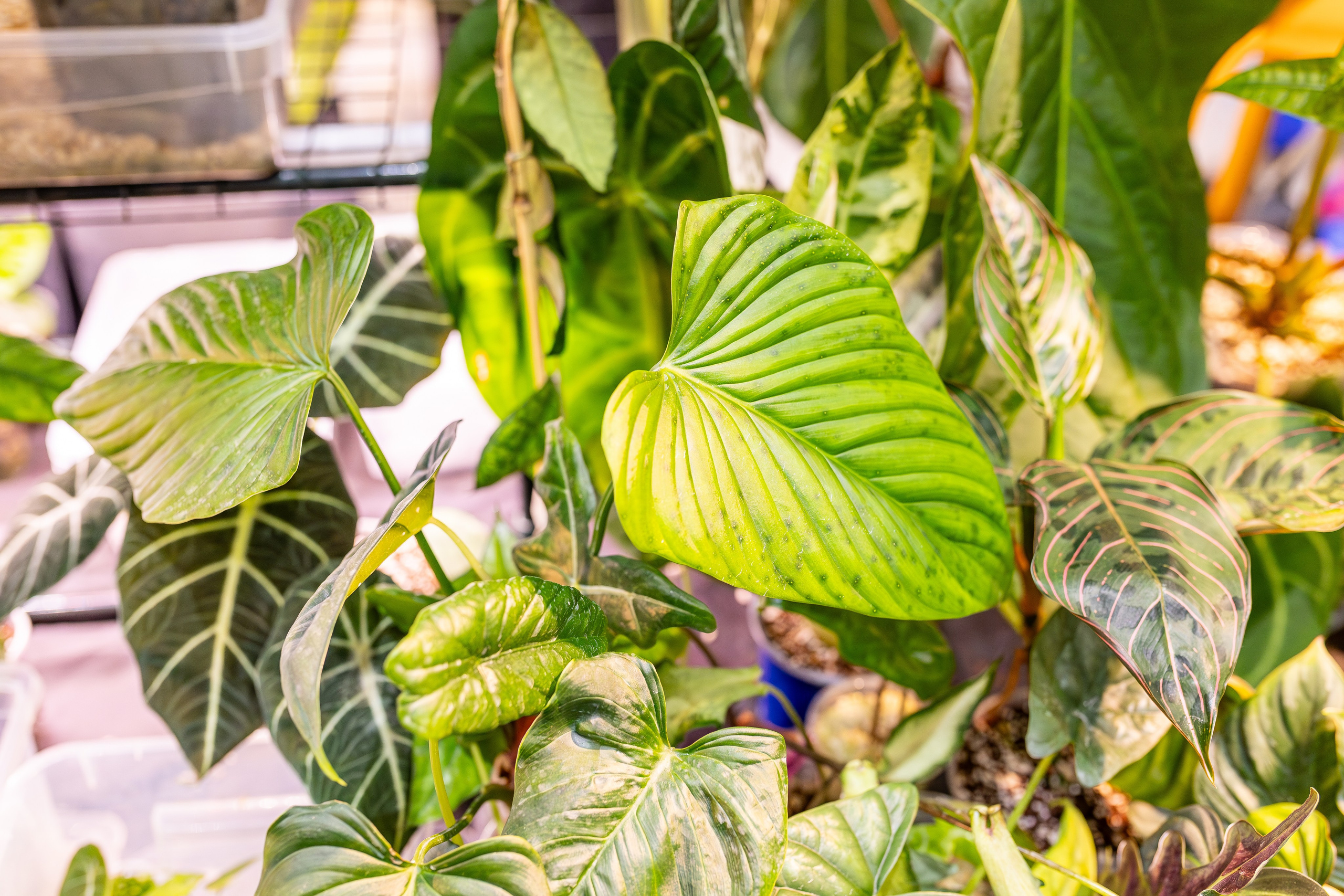 Монстериум апрель 2026. Александра Куликова фотограф, Москва