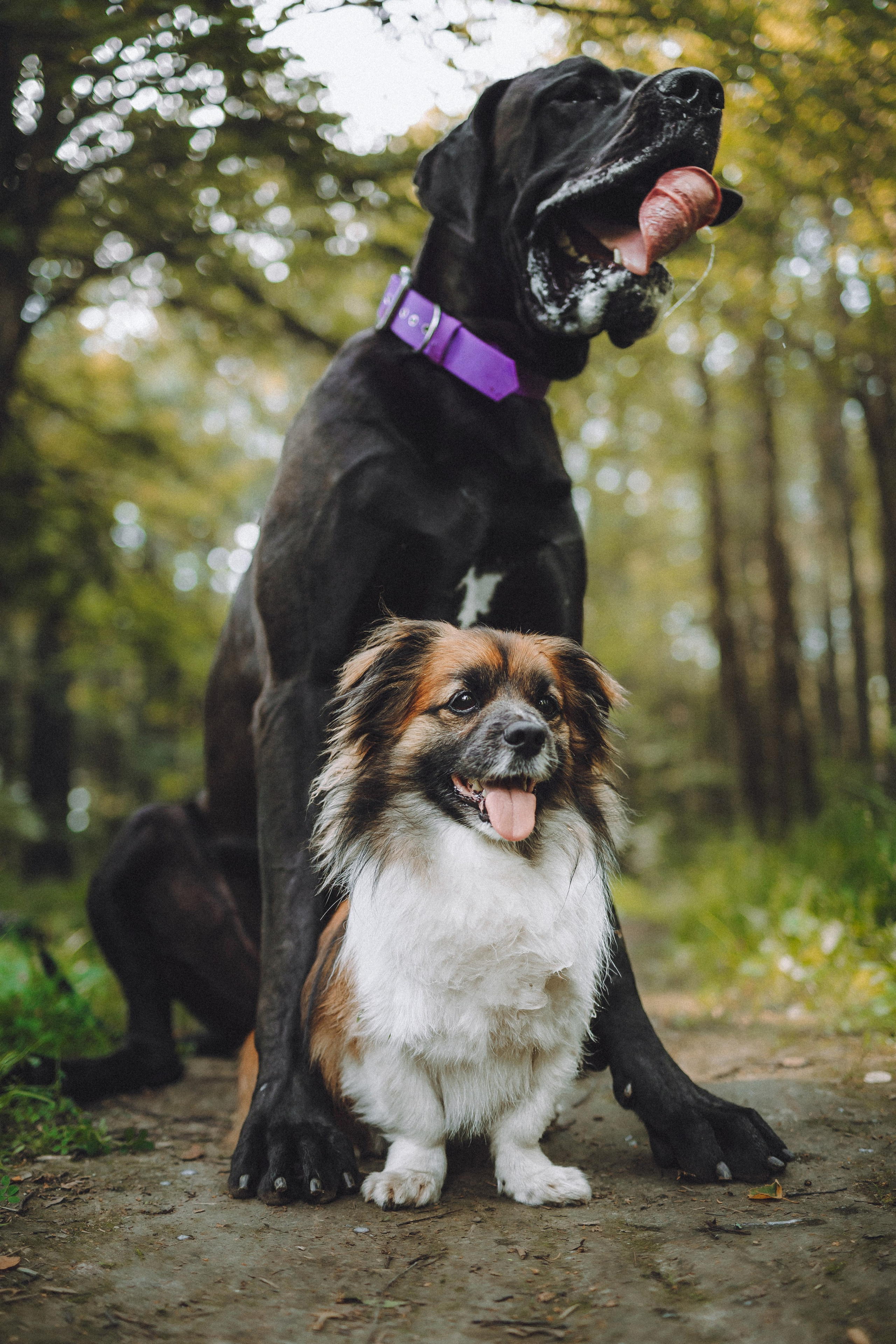 Катя, Андрей, Гектор, Ричи, Тортик и Трой