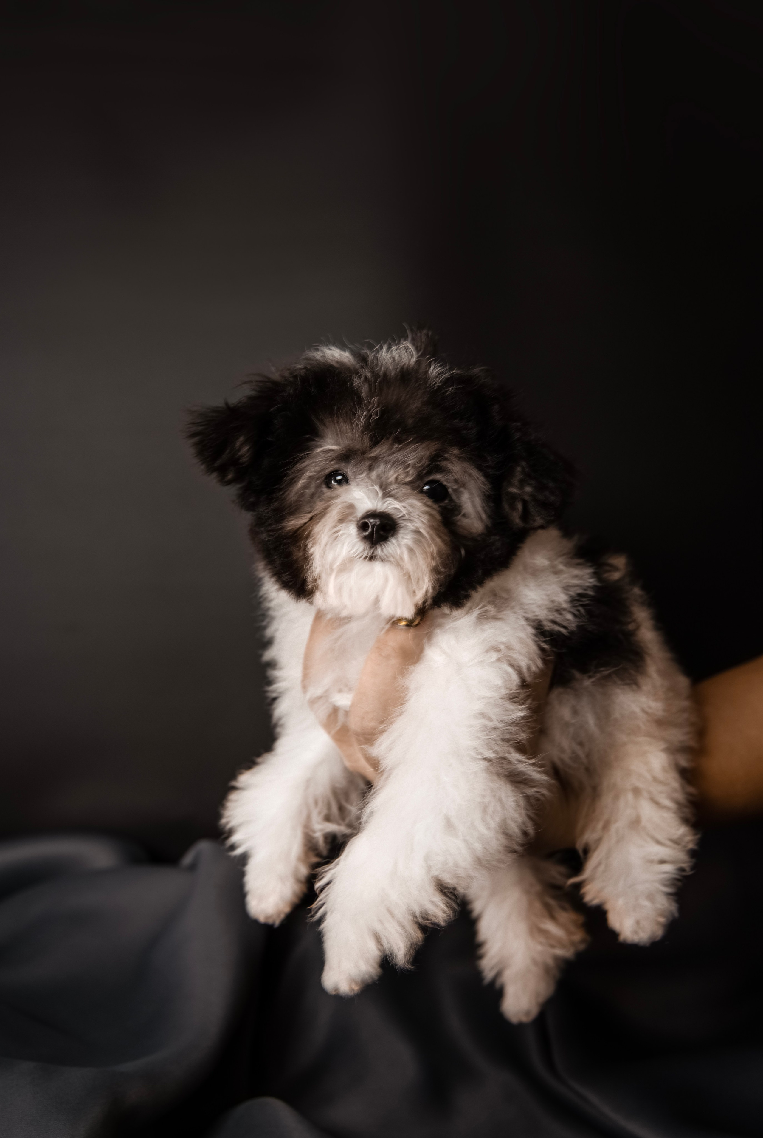 Фотограф Татьяна Марсуверских г. Жуковский, Москва и Мо. Репортажные съёмки, фотосессии,  фотограф анималист, фотосъёмка животных. Фотограф для маркетплейсов, фотоуслуги в Жуковском Татьяна Марсуверских