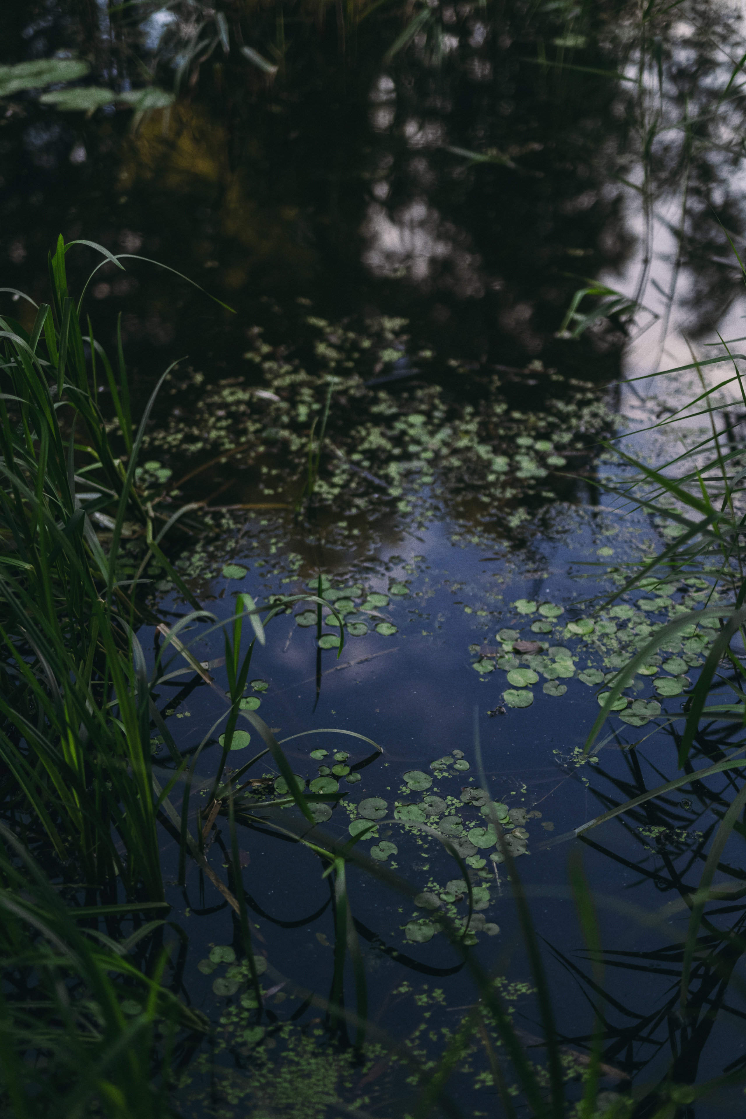 ВЛАДИМИР И АЛЕНА. Фотограф Светлана Буня