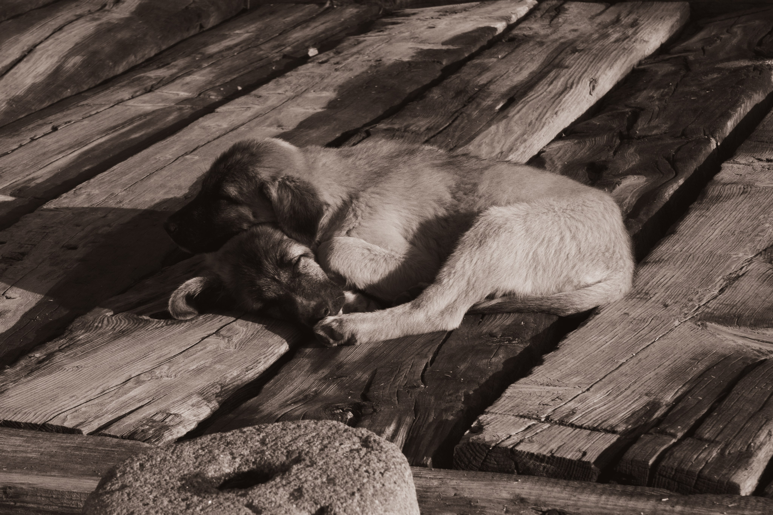 Животные. Фотограф Москва, портрет, стрит, репортаж. Художественная фотосессия