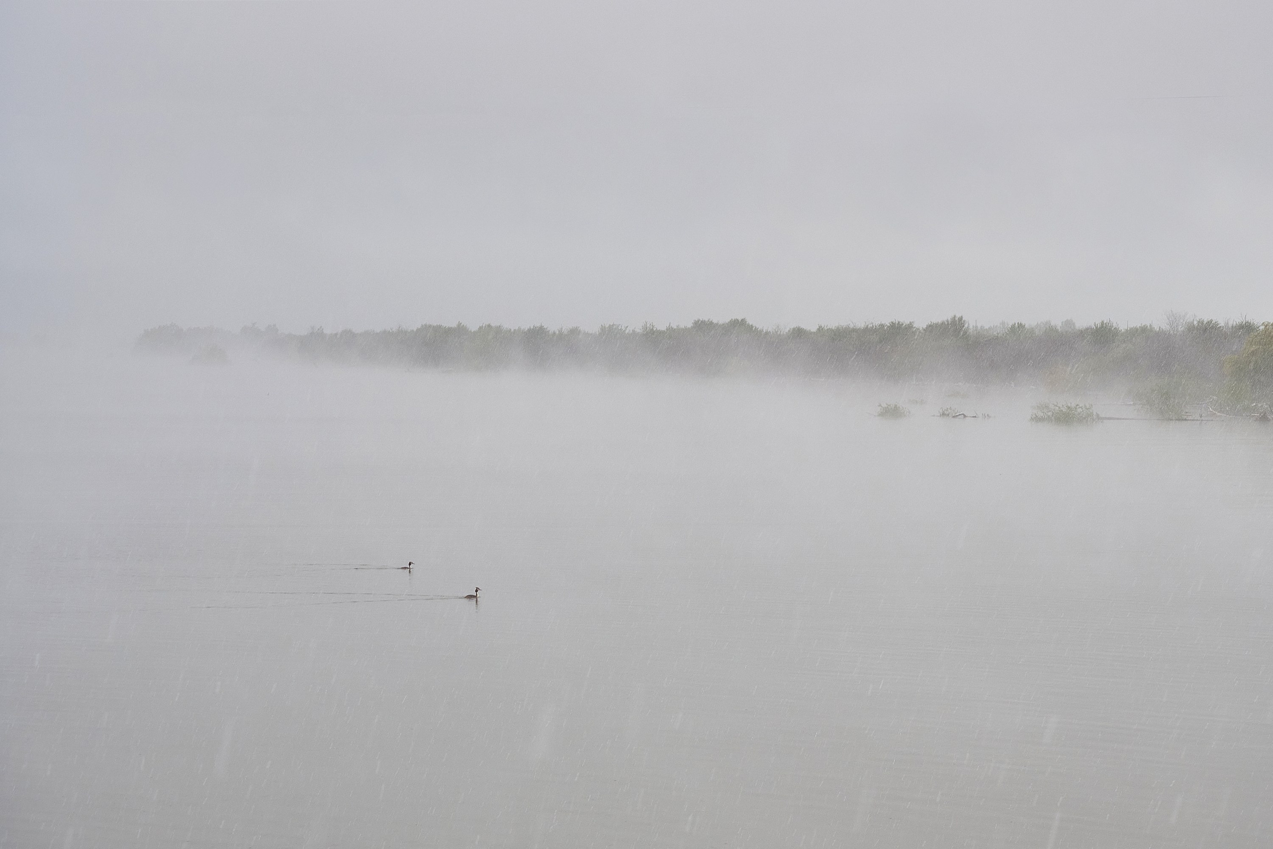 Фотографии животных. Яркие фото на Чёрном море