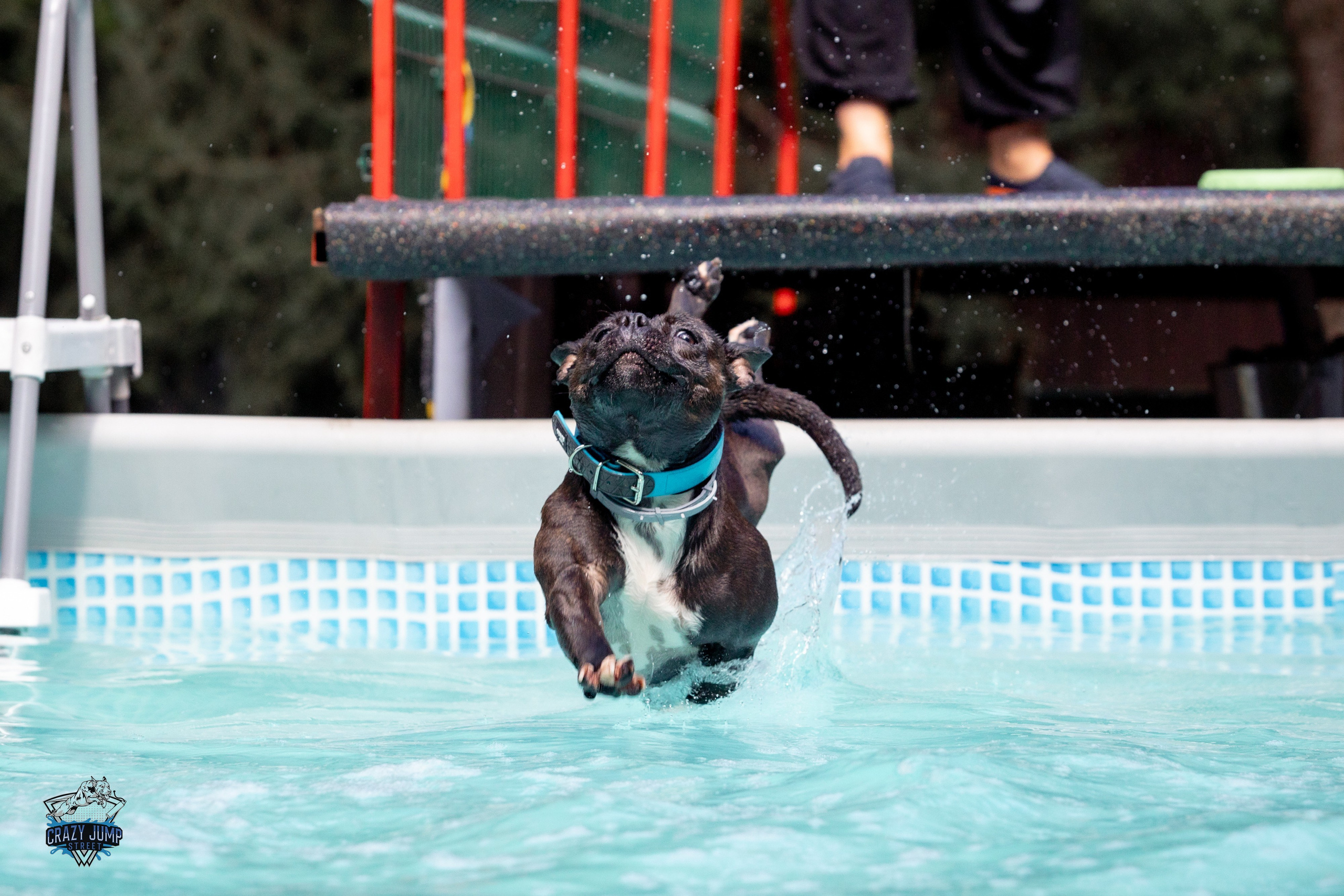 Собаки, спорт, Док дайвинг. Свадебный и репортажный фотограф в Москве и Московской области