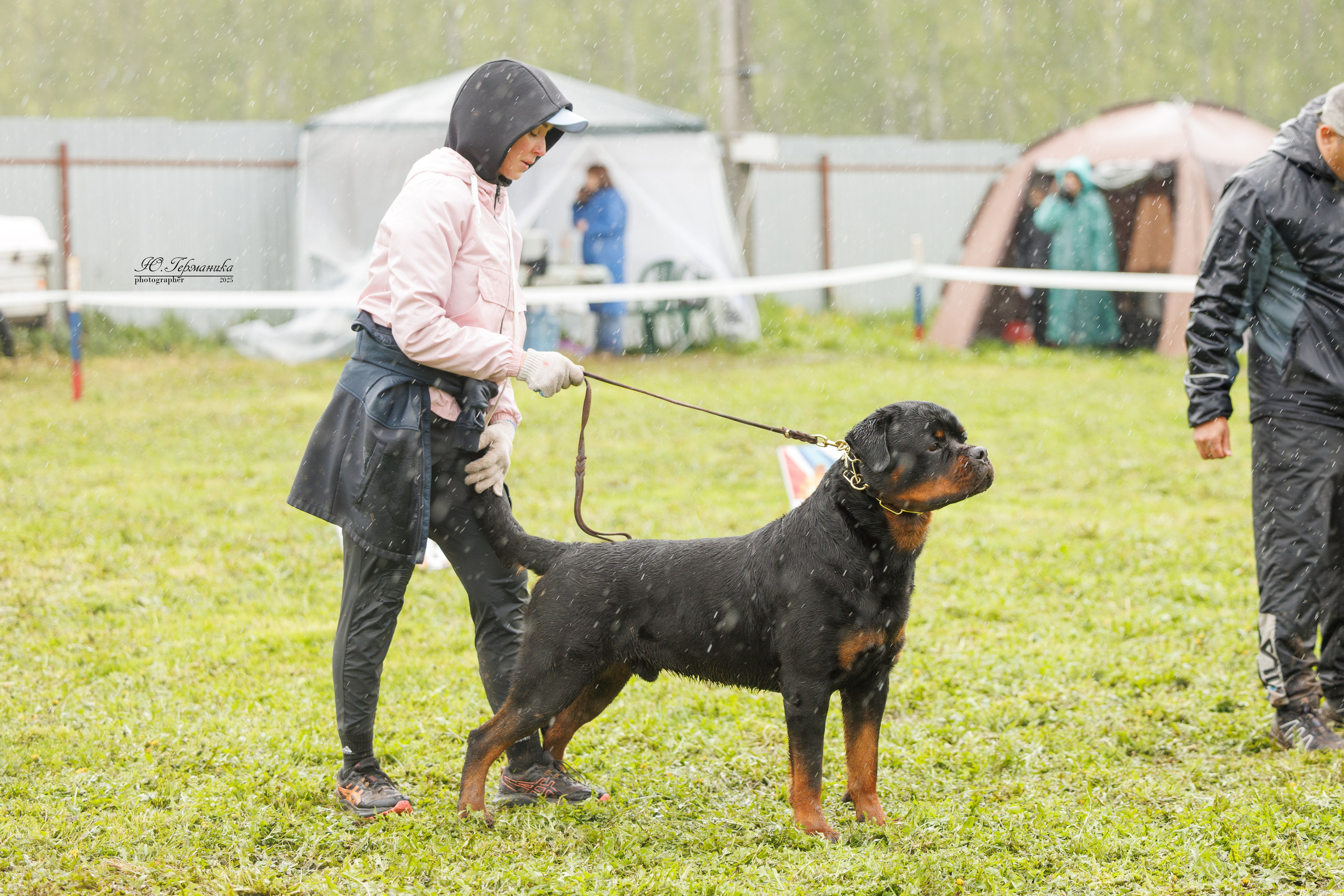Нижний Новгород 2хмоно ротвейлеров 10-11.05.2025. Фотограф-анималист Юлия Германика