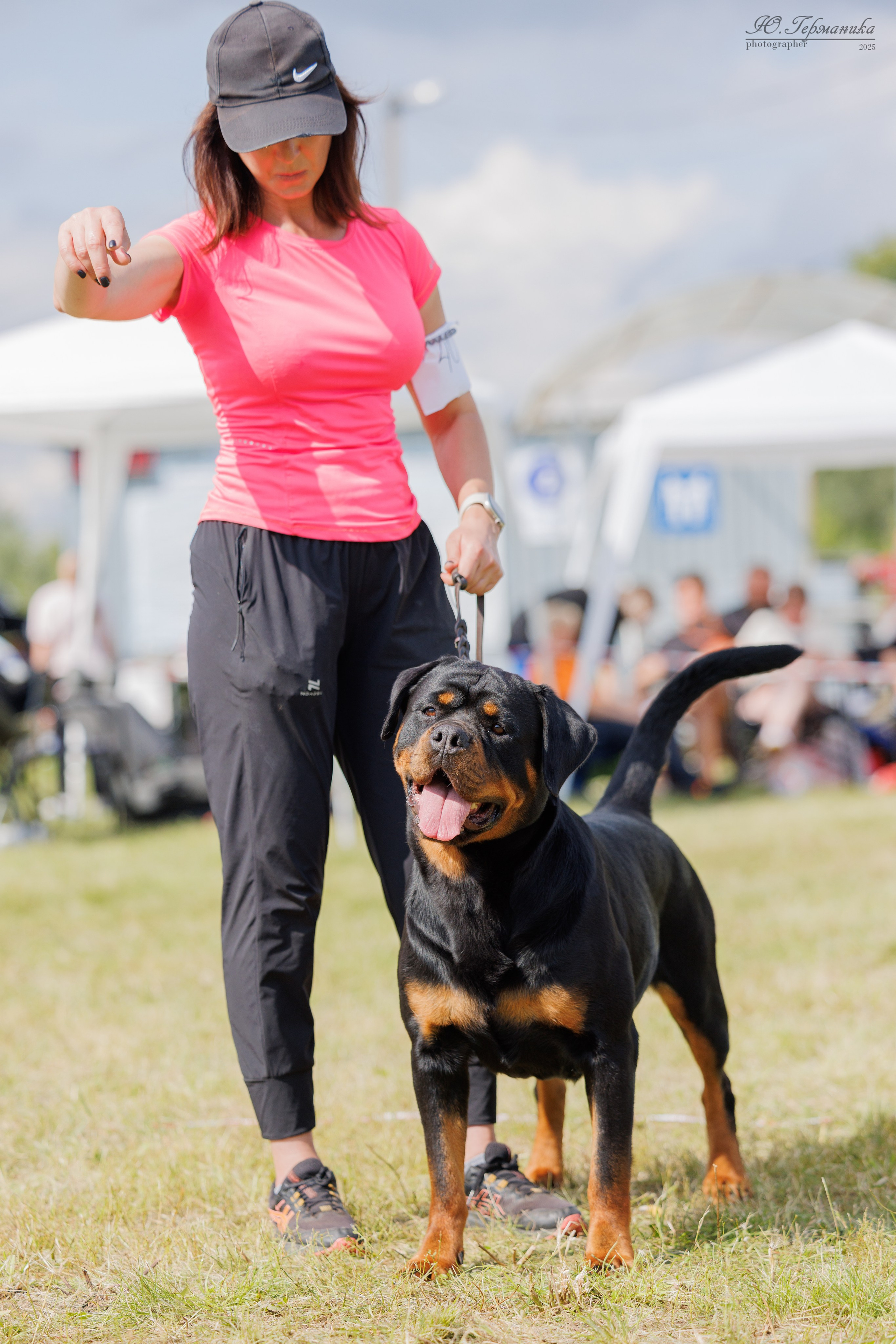 Рязань 2хмоно ротвейлеры 16-17.08.2025. Фотограф-анималист Юлия Германика
