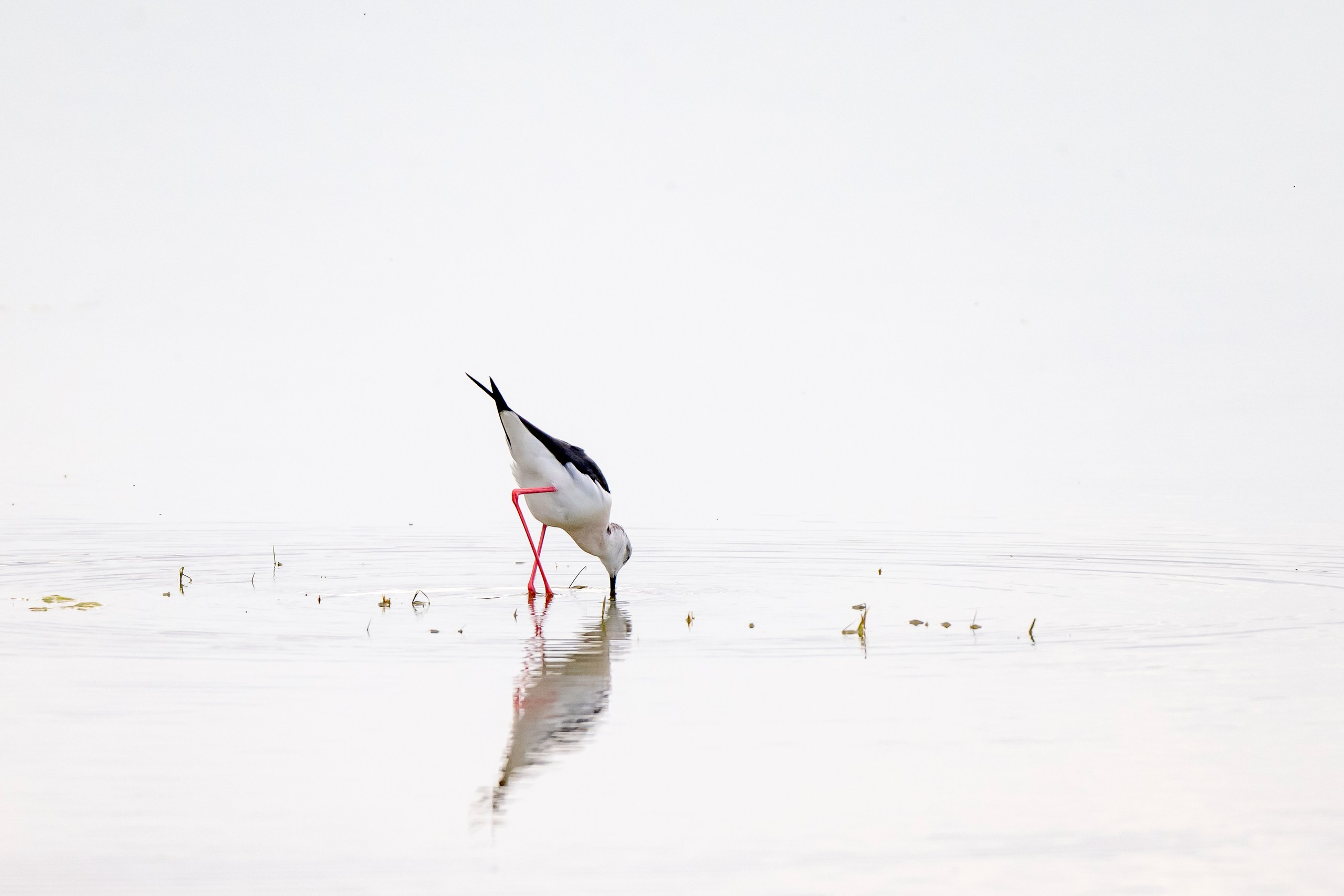 Дикая природа Дагестана. Май 2025 г. Foto-Zuev фотография как искусство