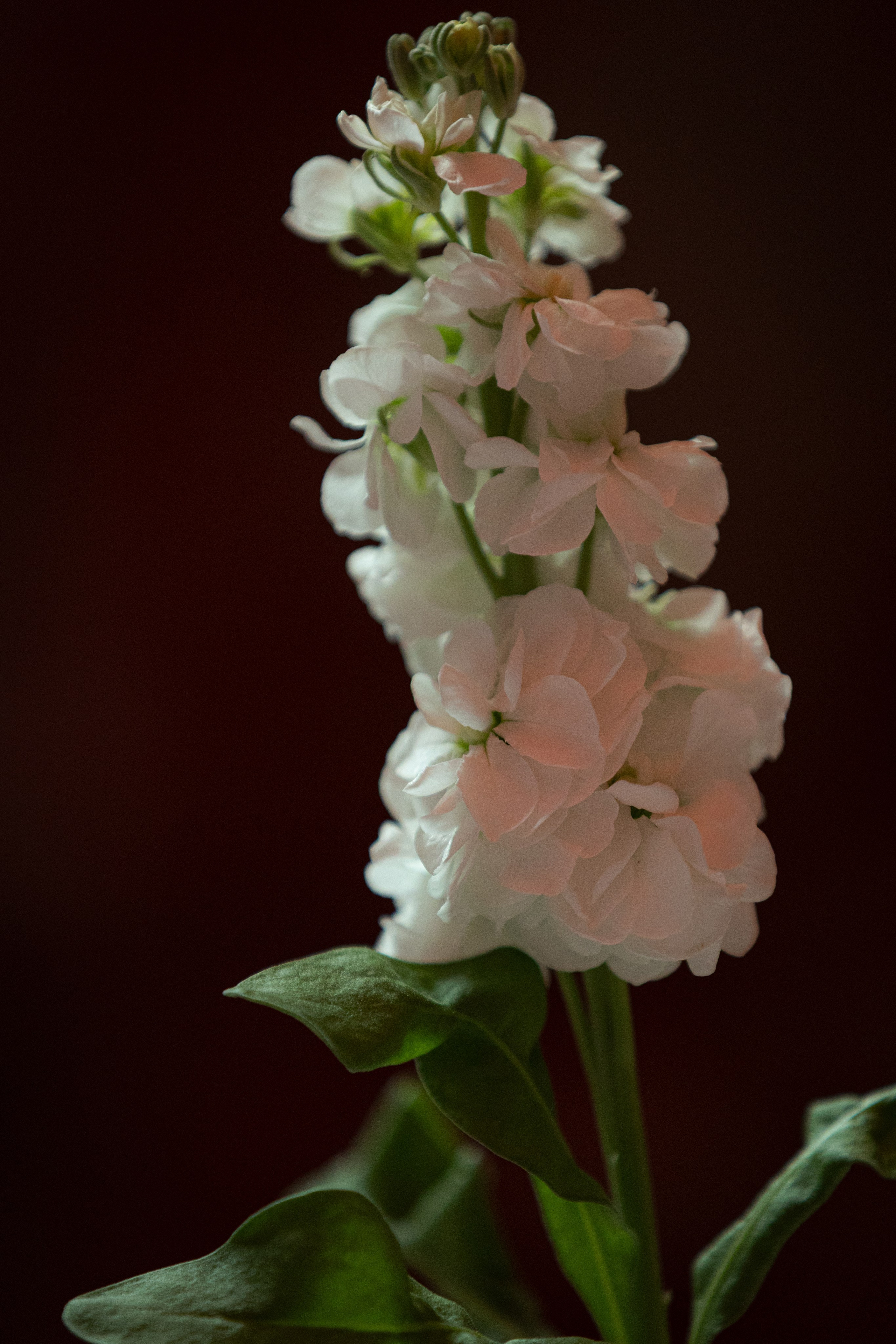 Мария и Георгий. Ваш фотограф — Александра Андрущенко